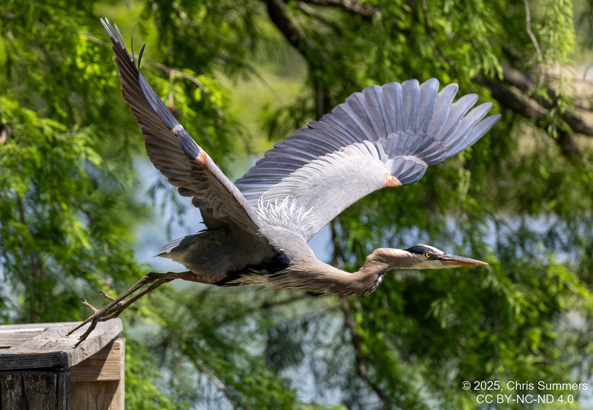 2025-0005-324 River Grove Park.jpg