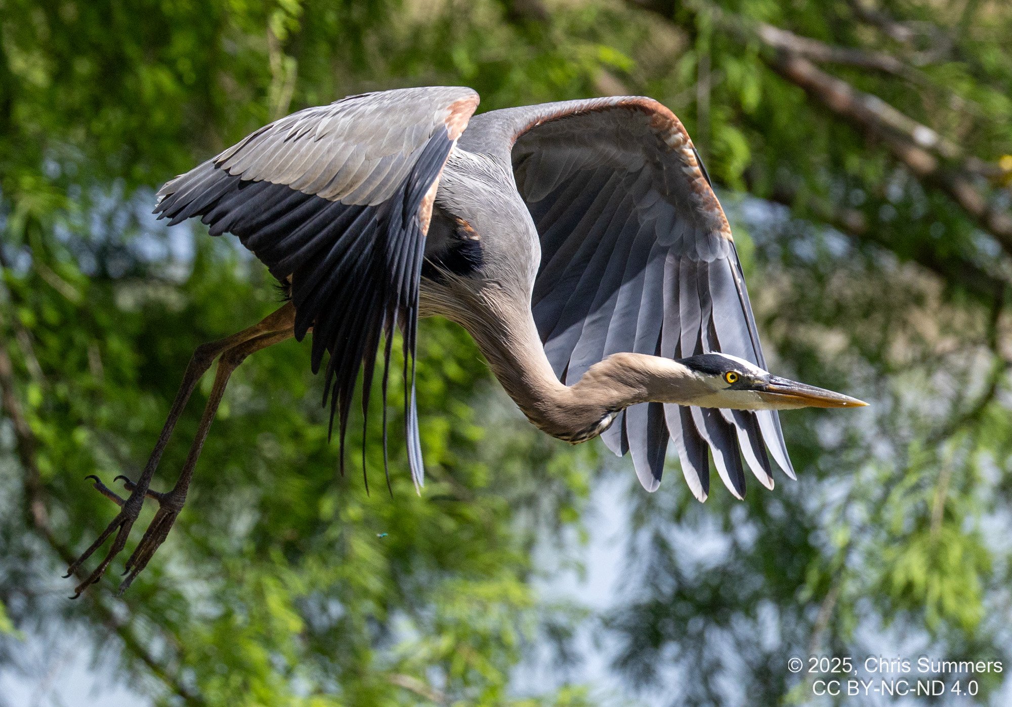 2025-0005-328 River Grove Park.jpg