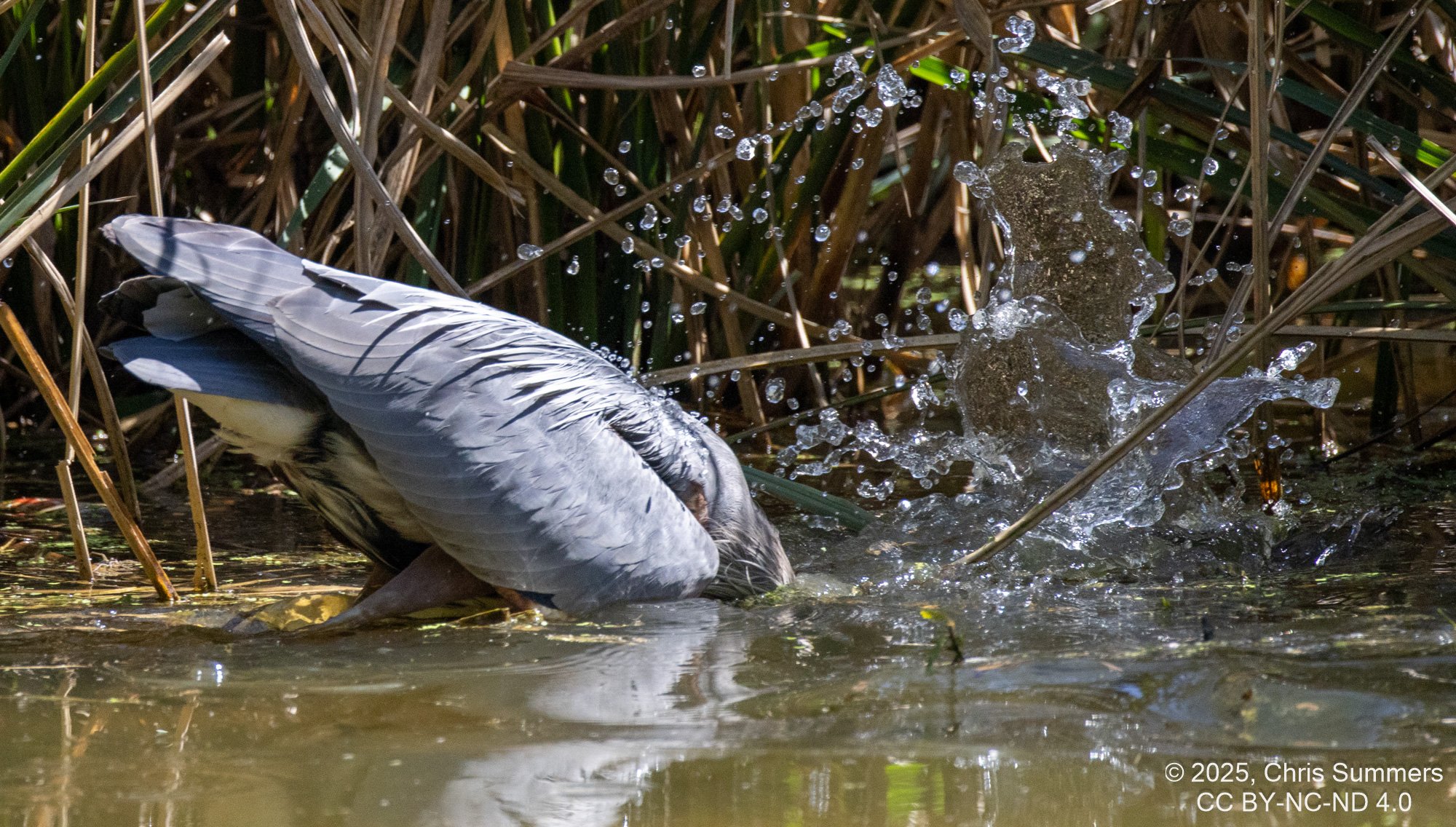 2025-0005-343 River Grove Park.jpg