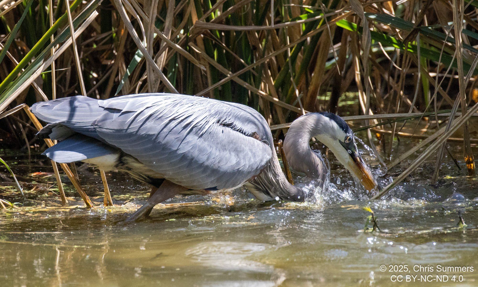 2025-0005-350 River Grove Park.jpg