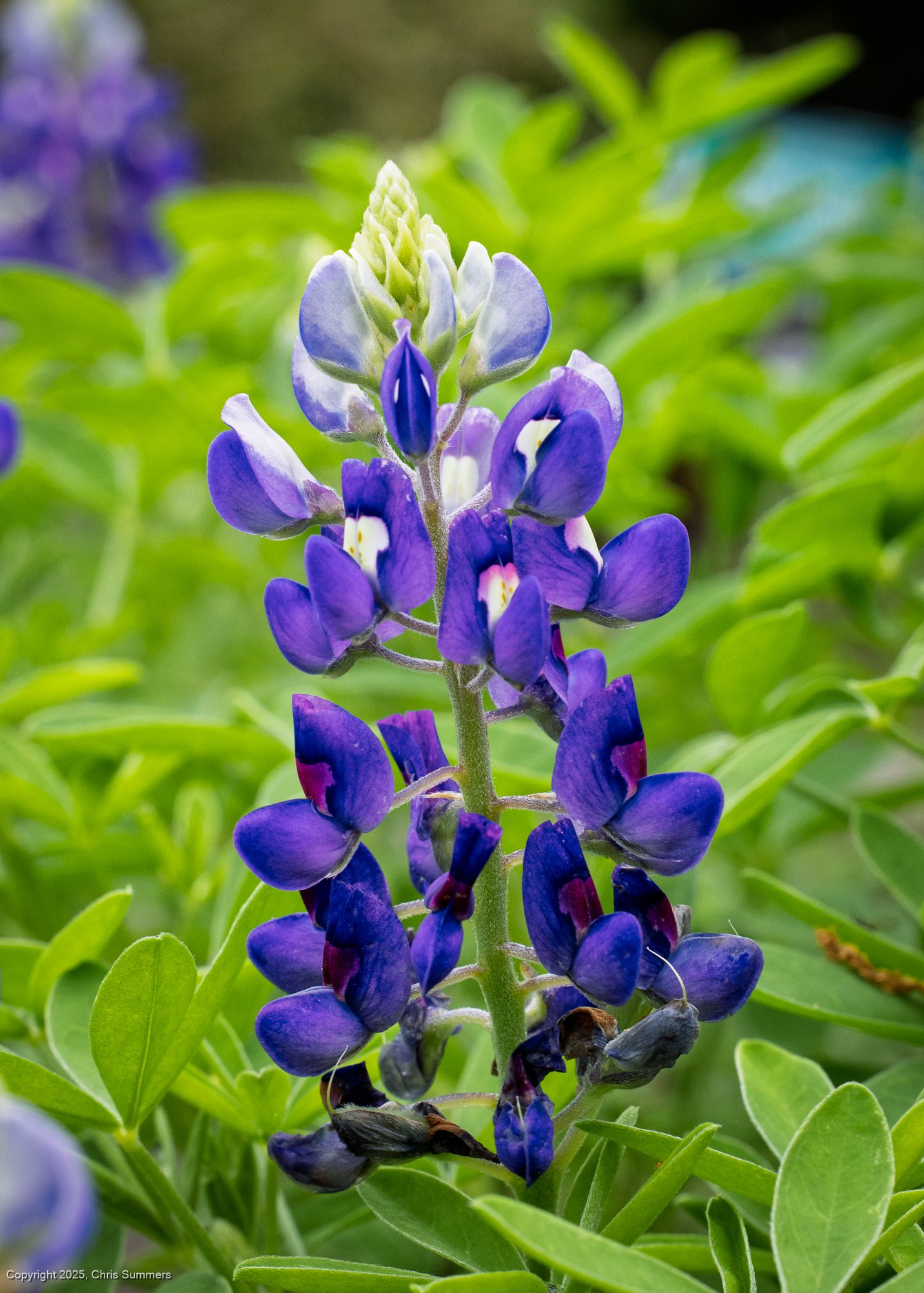 2025-020-038 Spring flowers.jpg