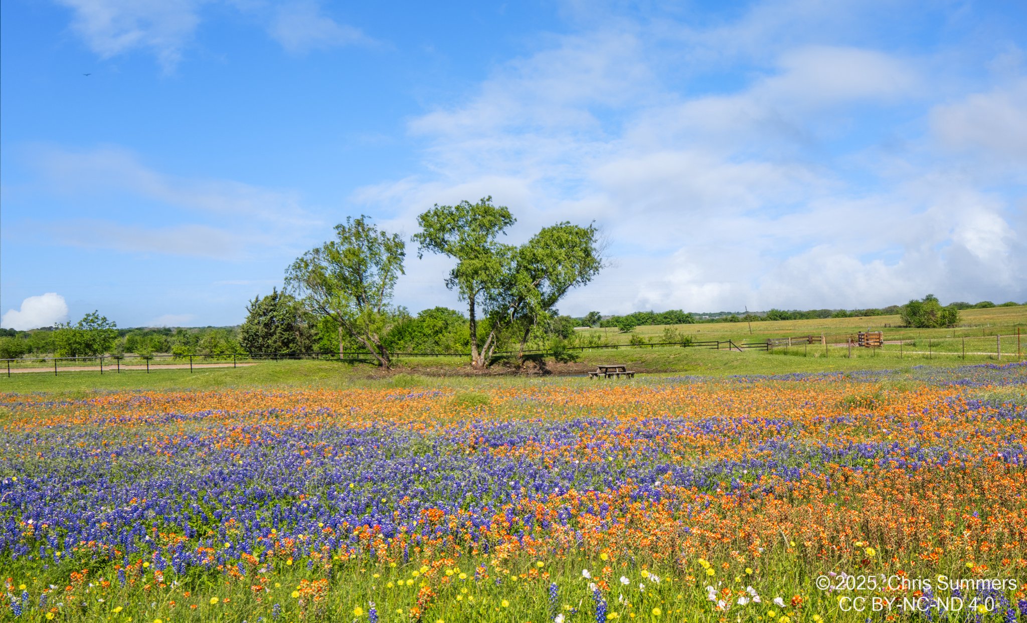 2025-020 151 Spring flowers-Edit.jpg