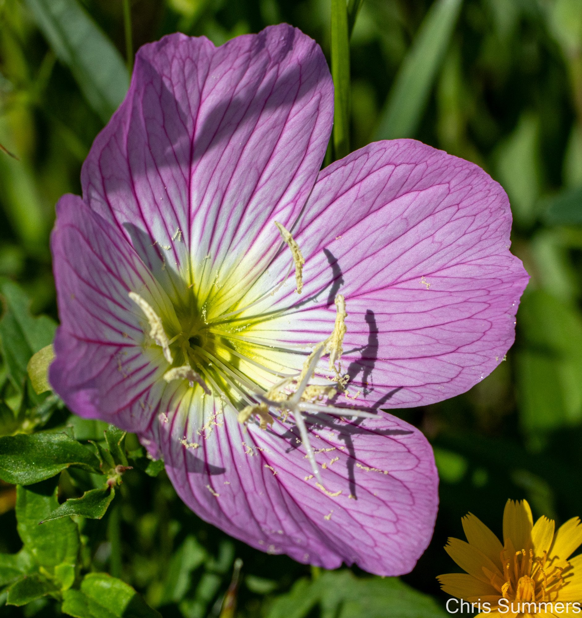 2025-020 162 Spring flowers.jpg