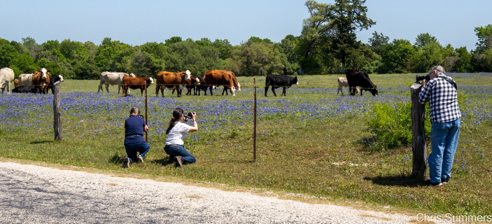 2025-020 168 Spring flowers.jpg