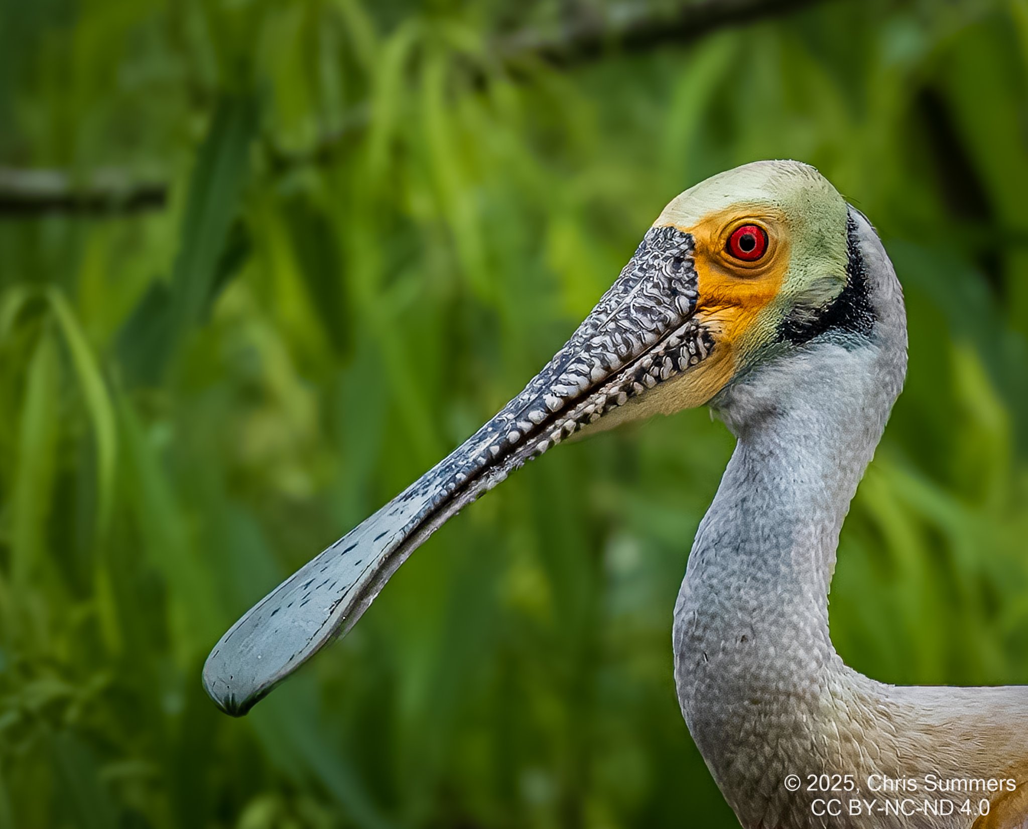 2025-021 122 Smith Oaks Bird Refuge-2.jpg