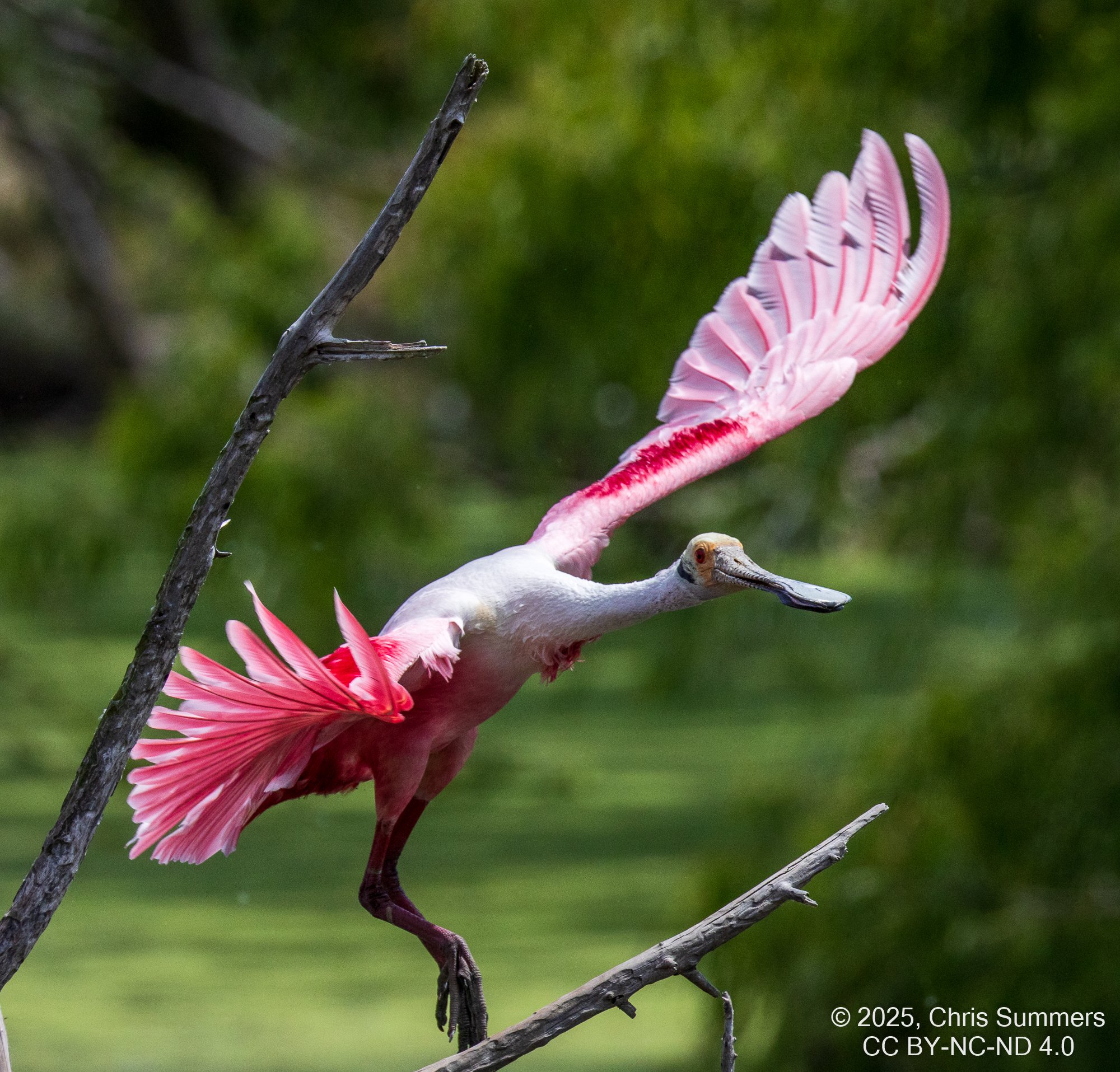2025-023 100 Smith Oaks Refuge 2.jpg