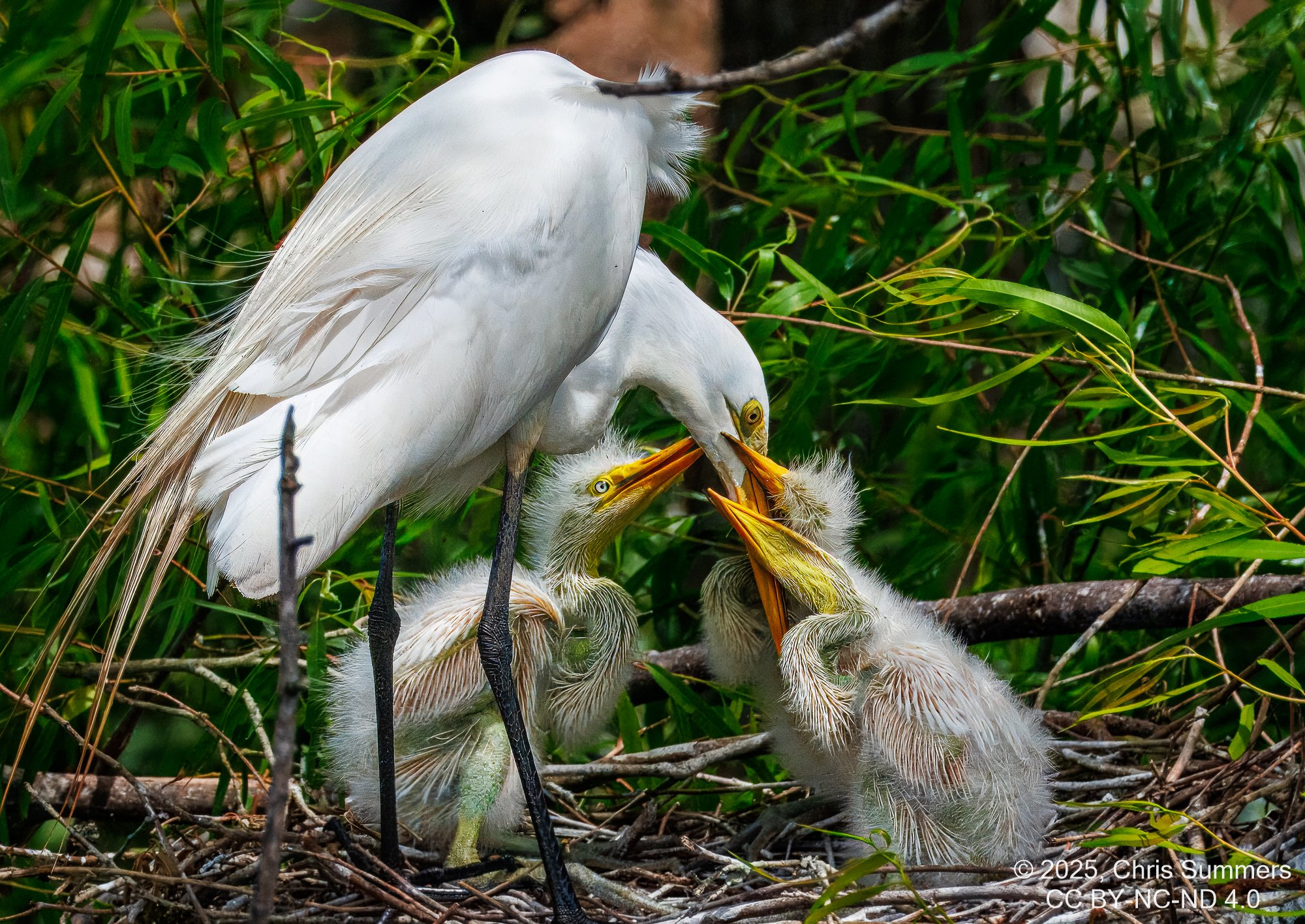 2025-023 121 Smith Oaks Refuge 2-2.jpg