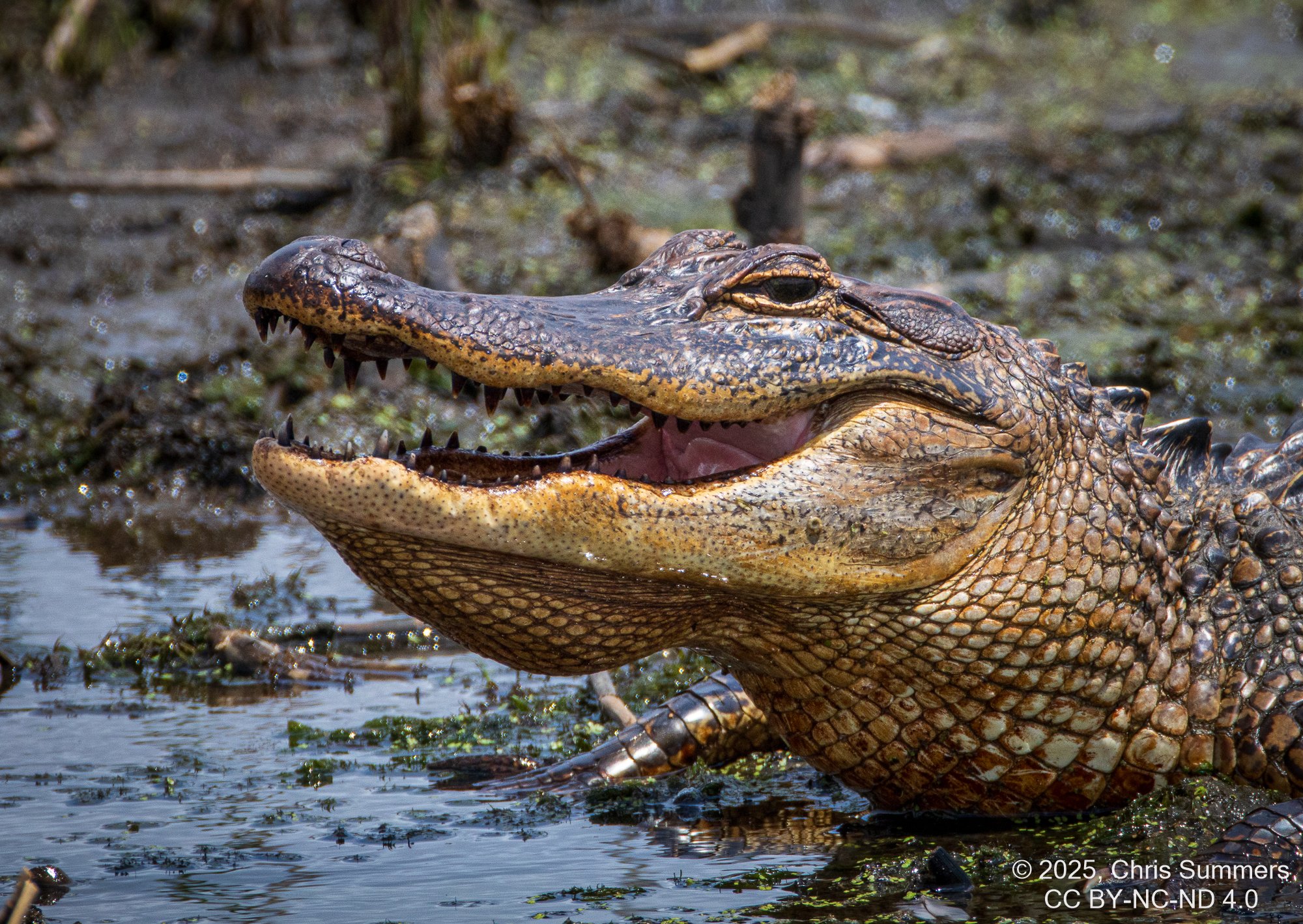 2025-023 153 Smith Oaks Refuge 2.jpg