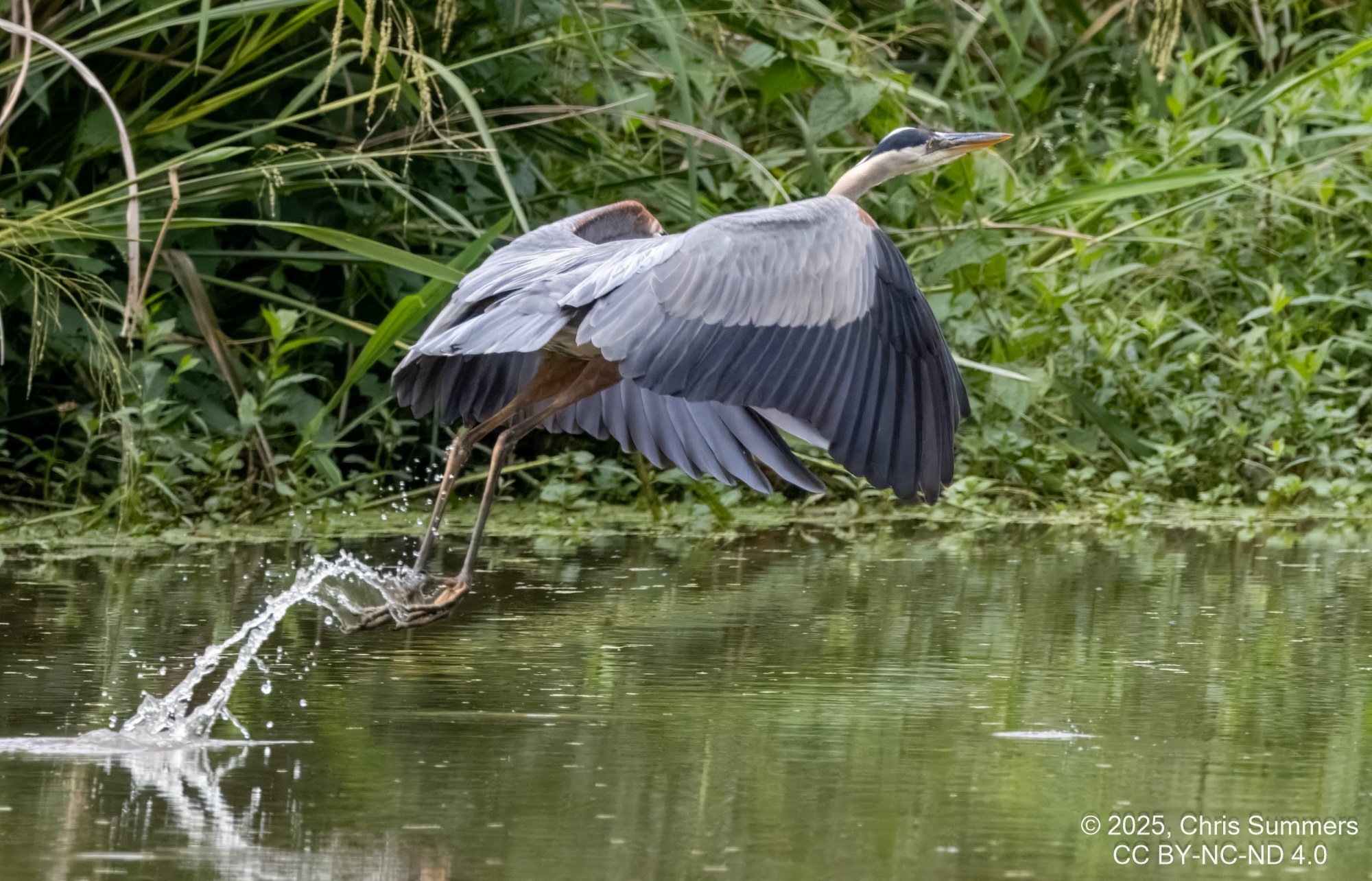 2025-030 014 River Grove Park birds-2.jpg
