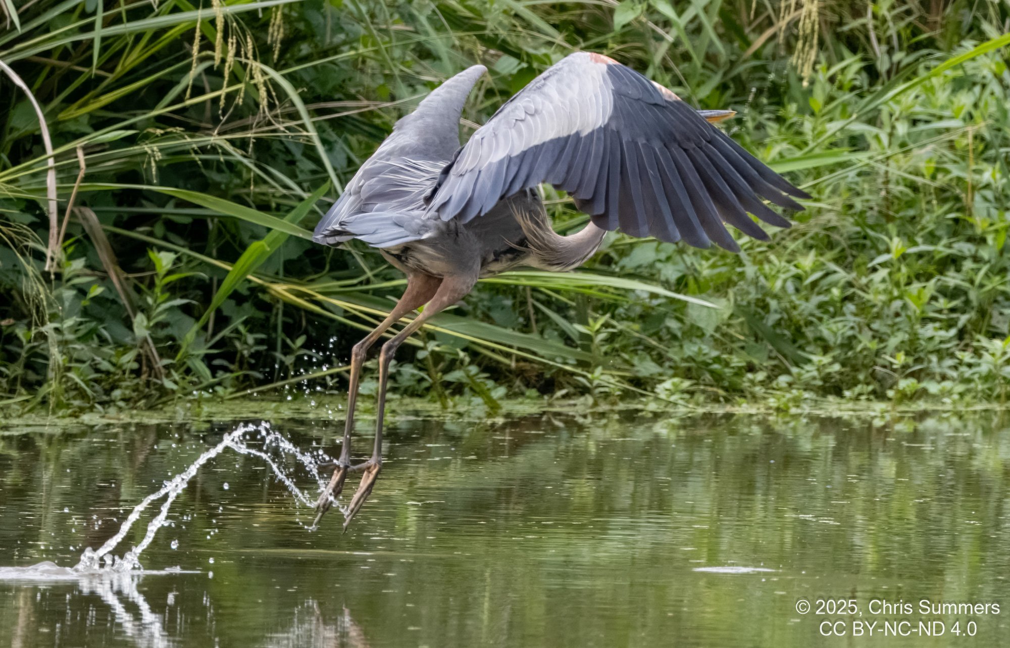 2025-030 015 River Grove Park birds-2.jpg