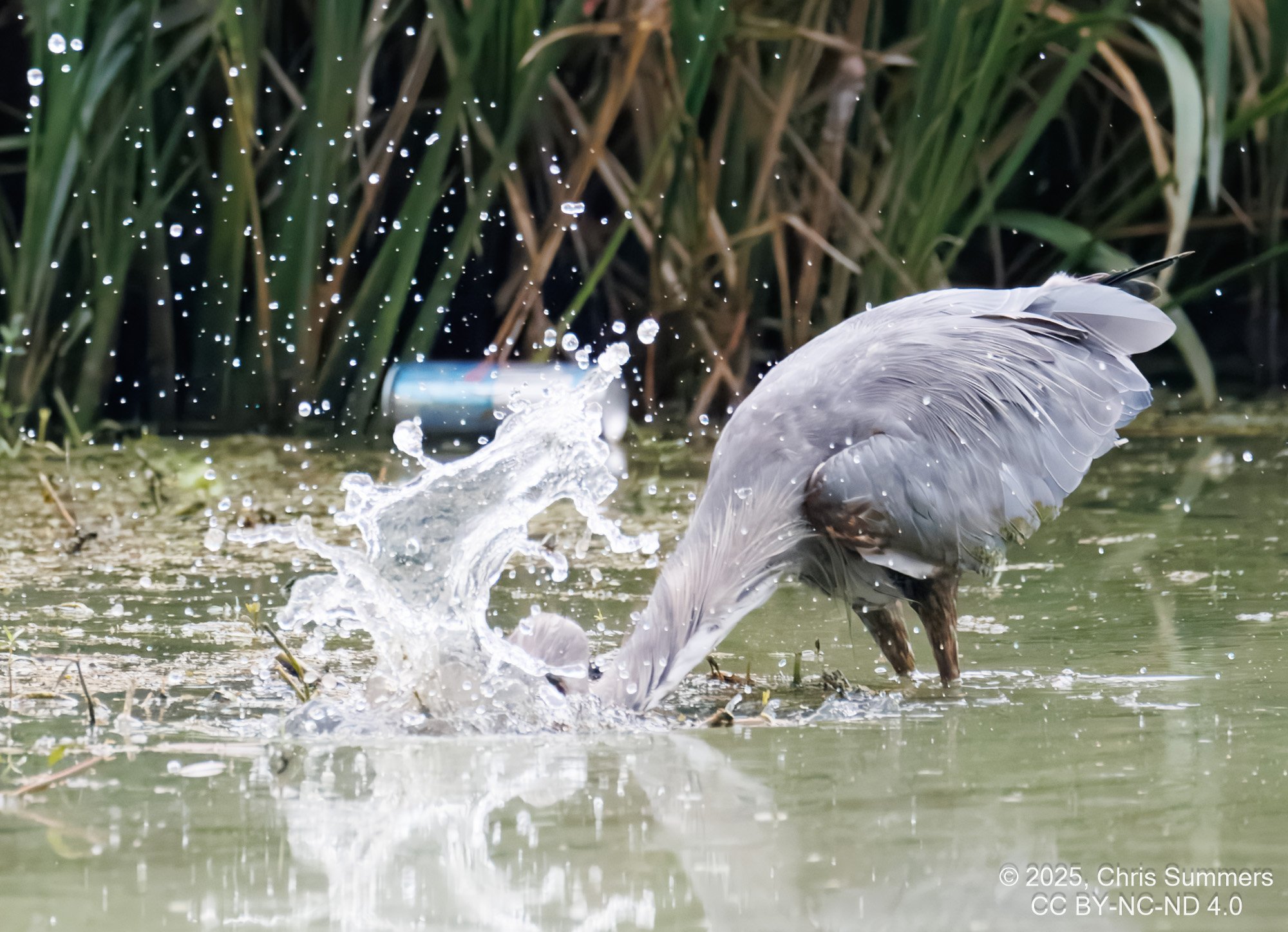 2025-044-056 Summer birds-2.jpg