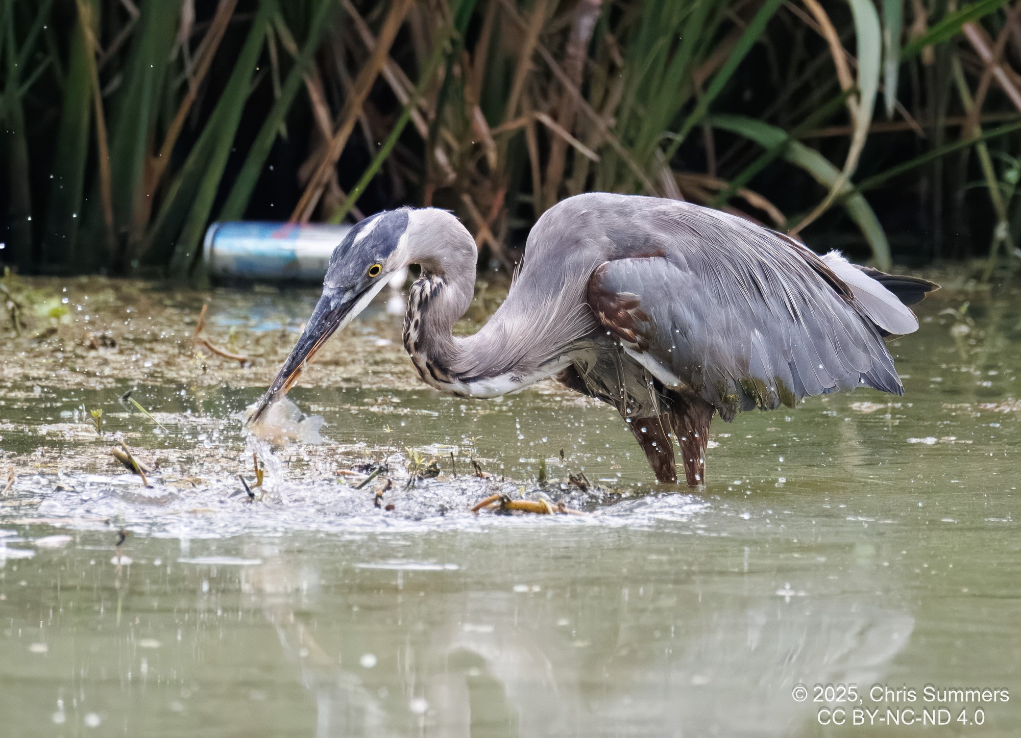 2025-044-065 Summer birds-2.jpg