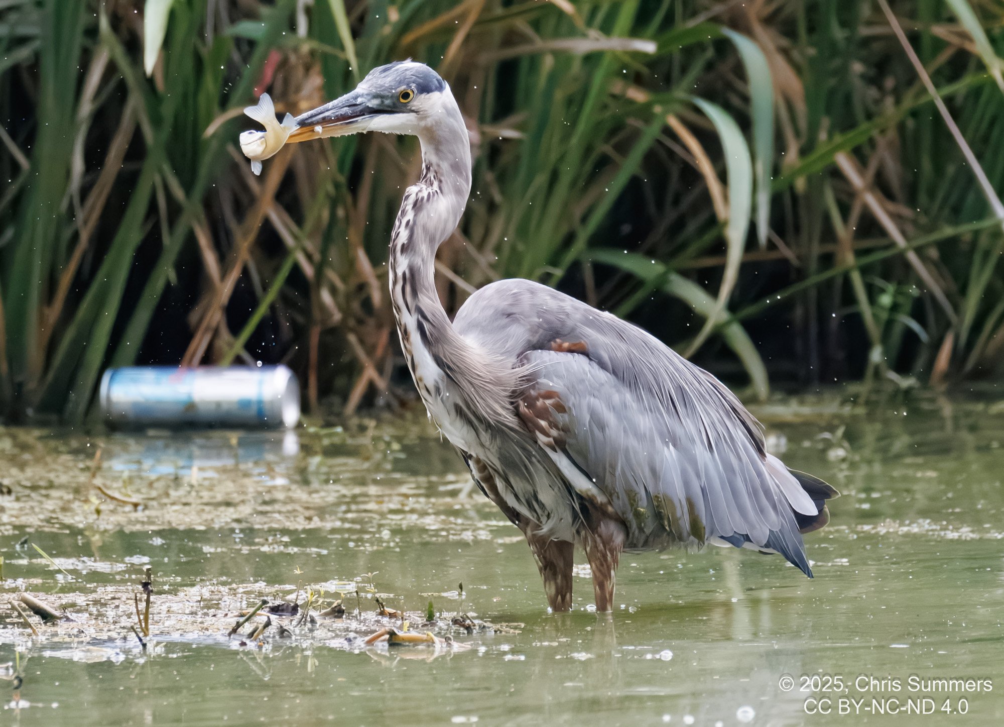 2025-044-077 Summer birds-2.jpg