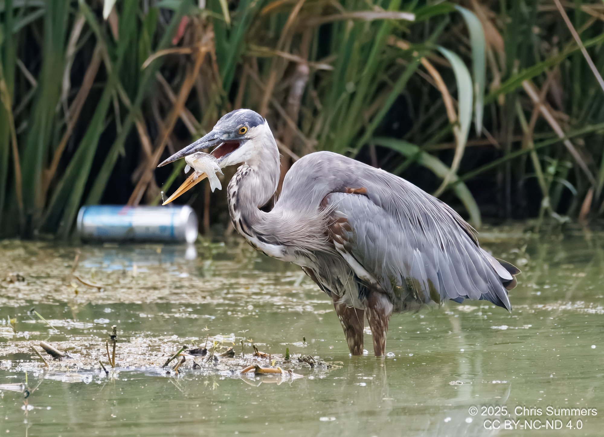 2025-044-090 Summer birds-2.jpg