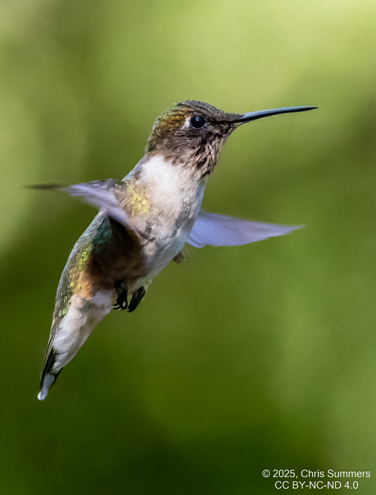 2025-053-003 Fall hummingbirds-2.jpg