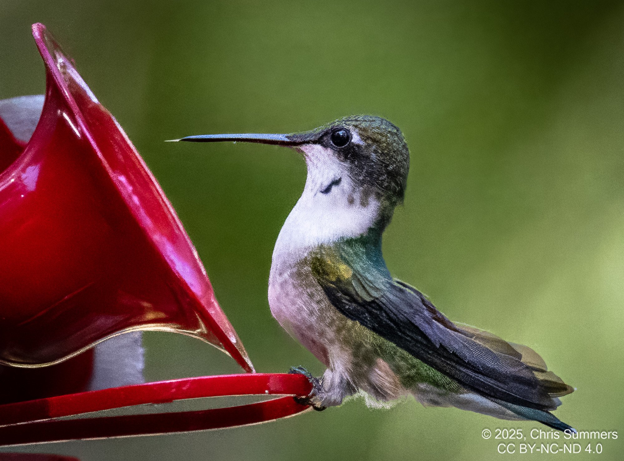 2025-053-023 Fall hummingbirds-2.jpg