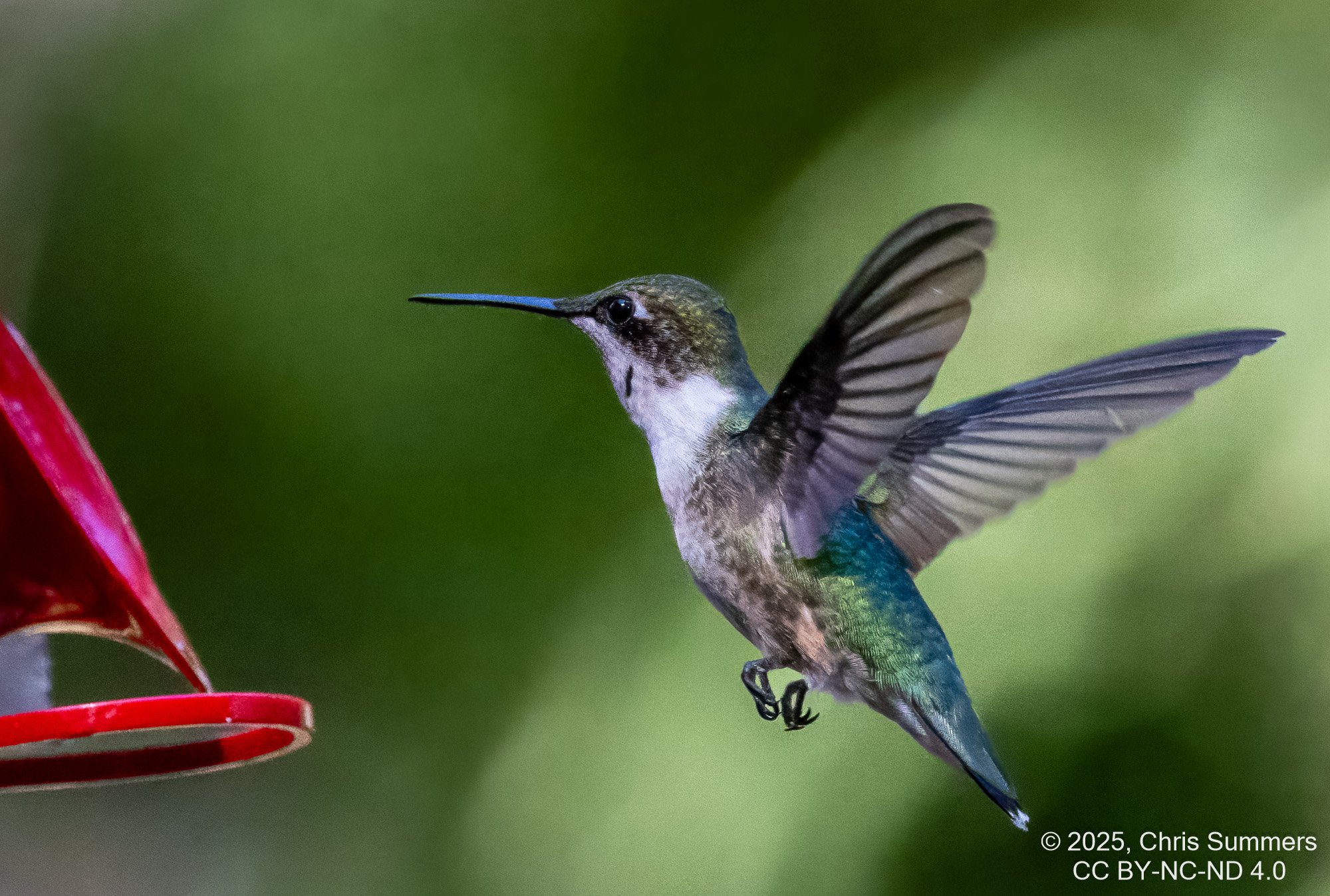 2025-053-028 Fall hummingbirds-2.jpg