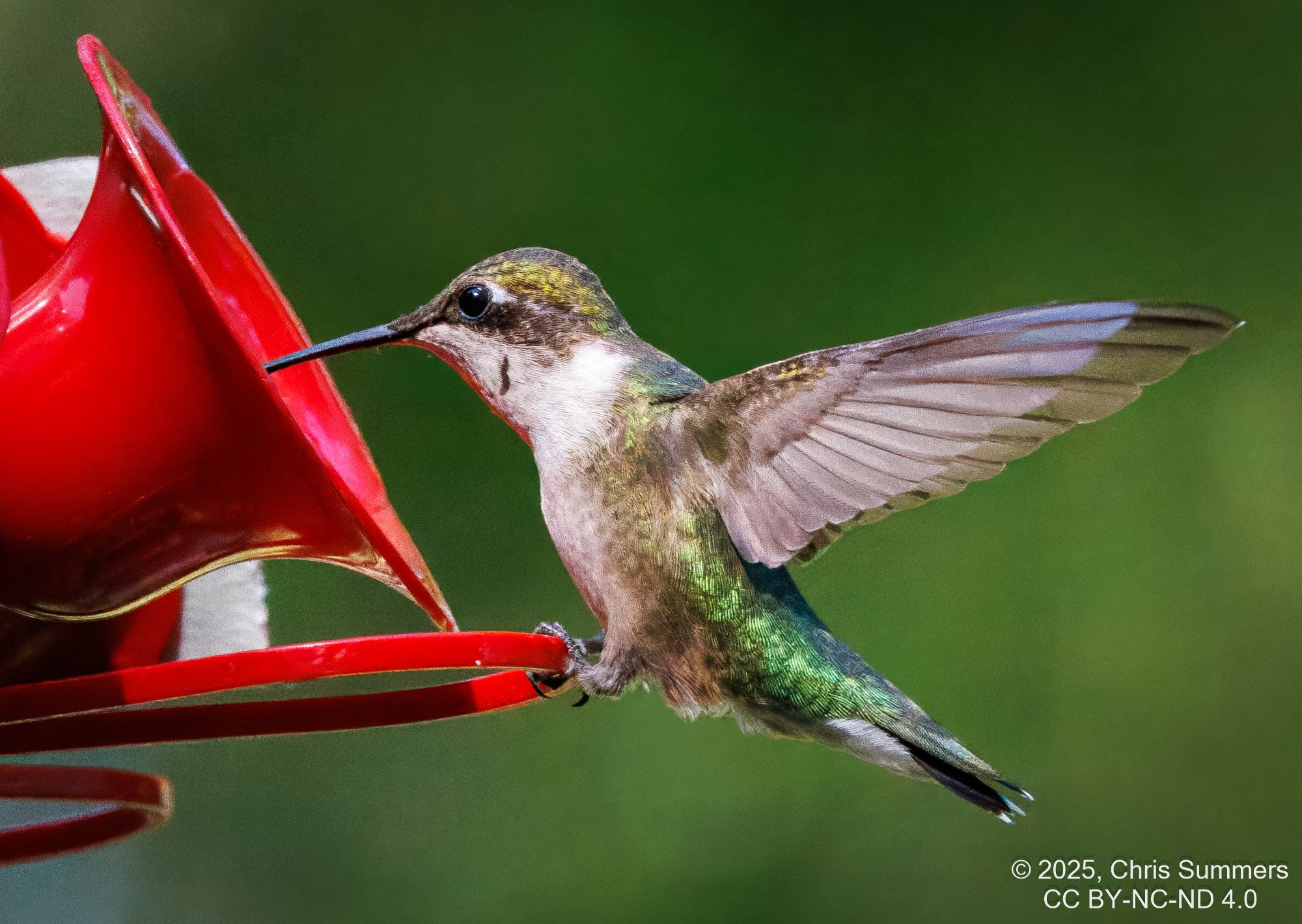 2025-053-039 Fall hummingbirds-2.jpg