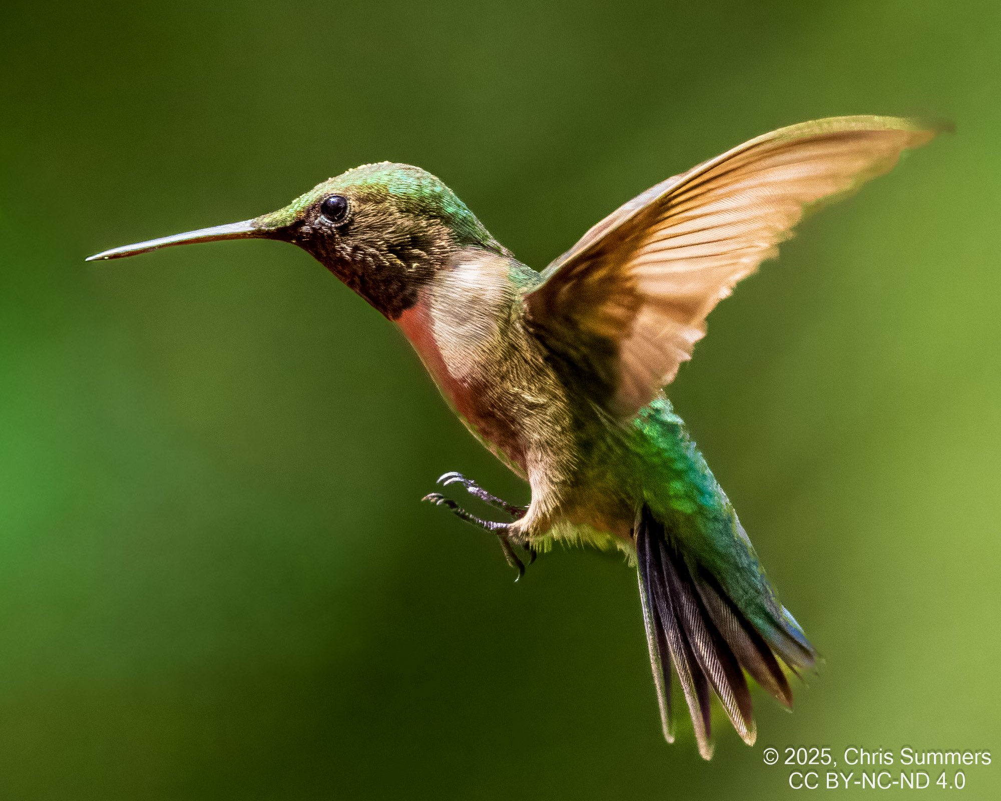 2025-053-125 Fall hummingbirds-2.jpg