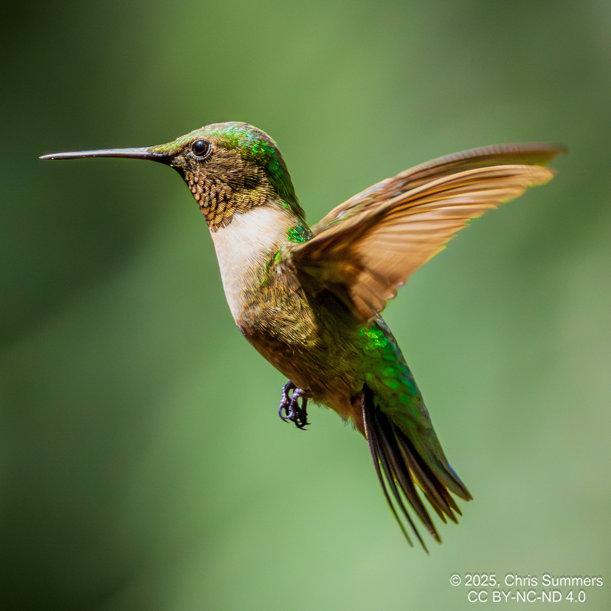 2025-053-133 Fall hummingbirds.jpg