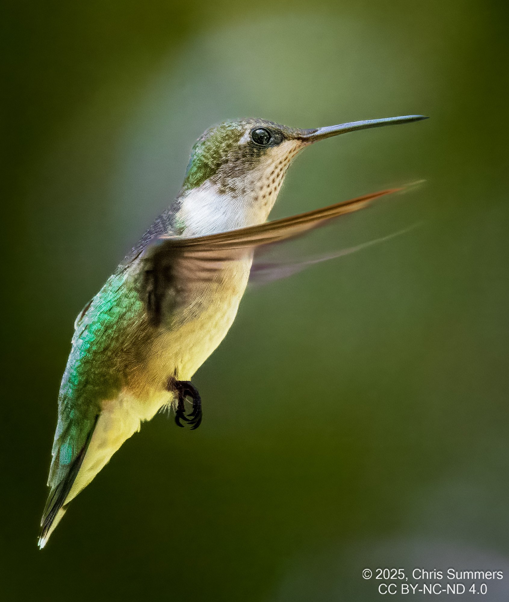 2025-053-167 Fall hummingbirds-2.jpg