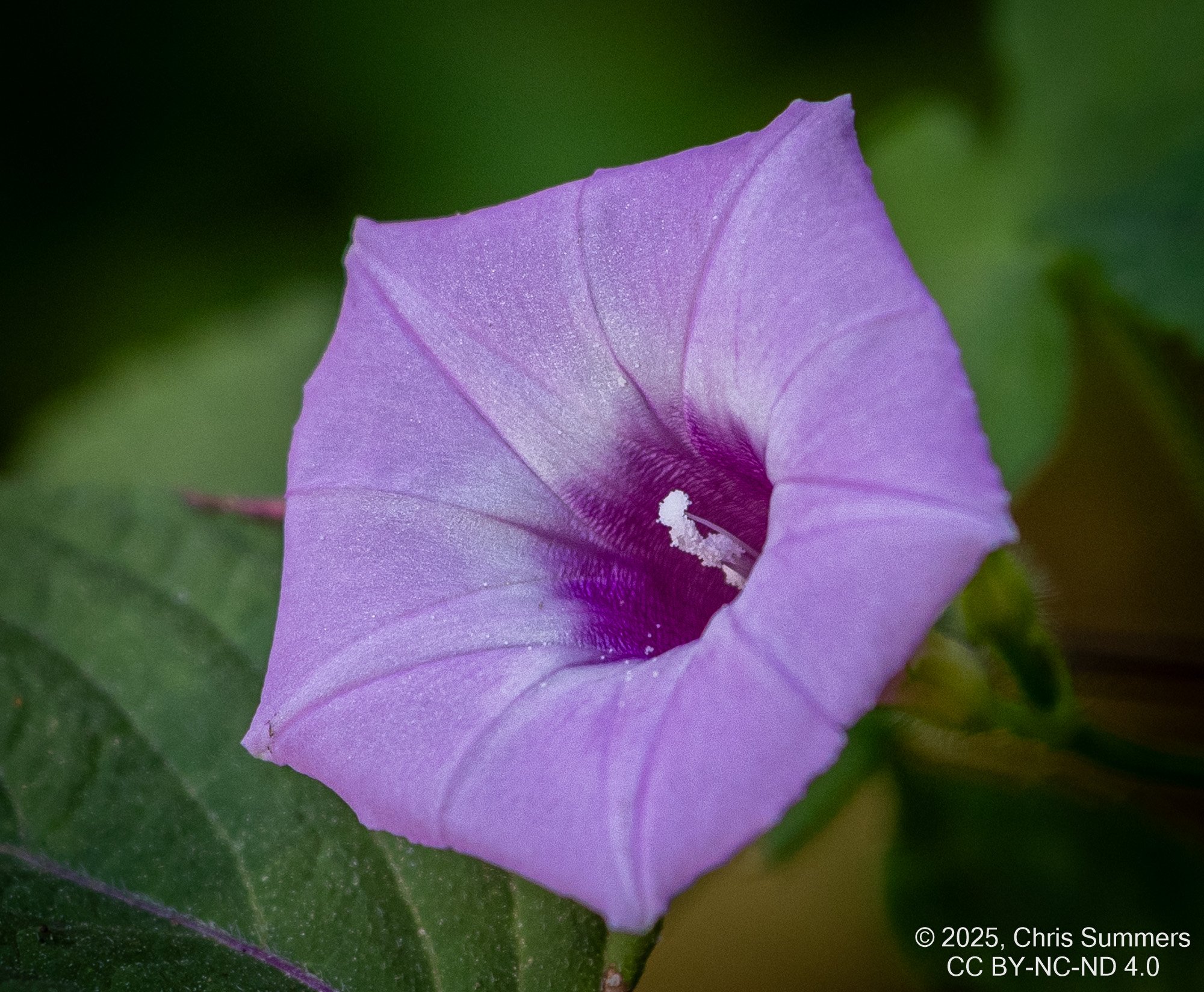 2025-054-032 Kelby Photo Walk.jpg