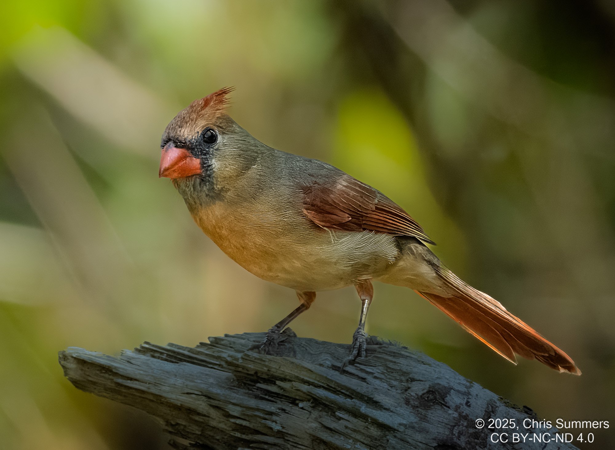 2025-056-028 Lake Livingston State Park trip-2.jpg