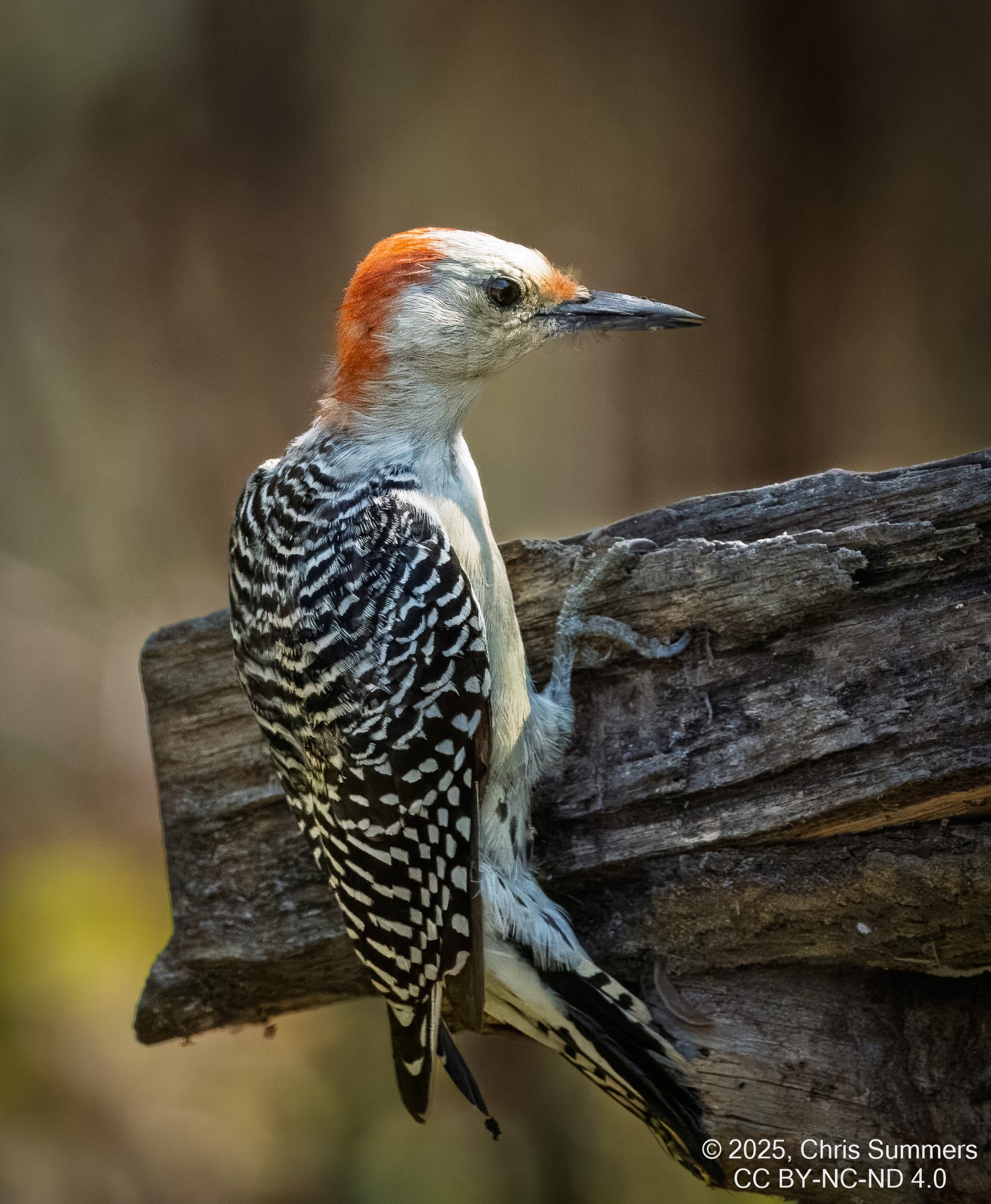 2025-056-065 Lake Livingston State Park trip-2.jpg