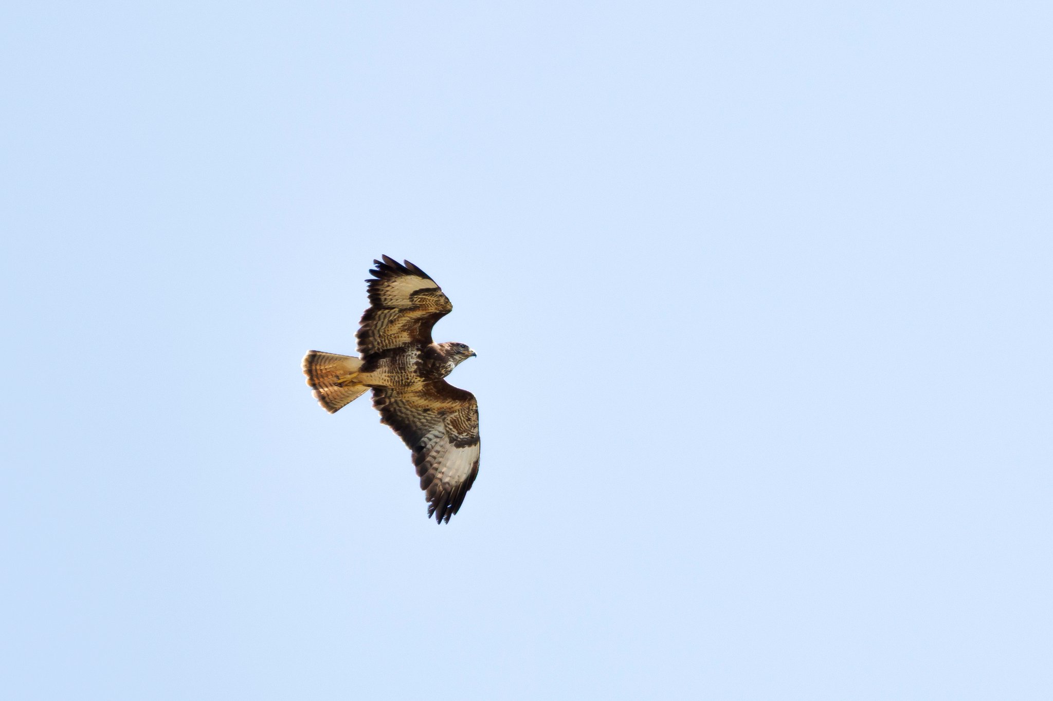 2025-06-23_AlverValley-Buzzard.jpg