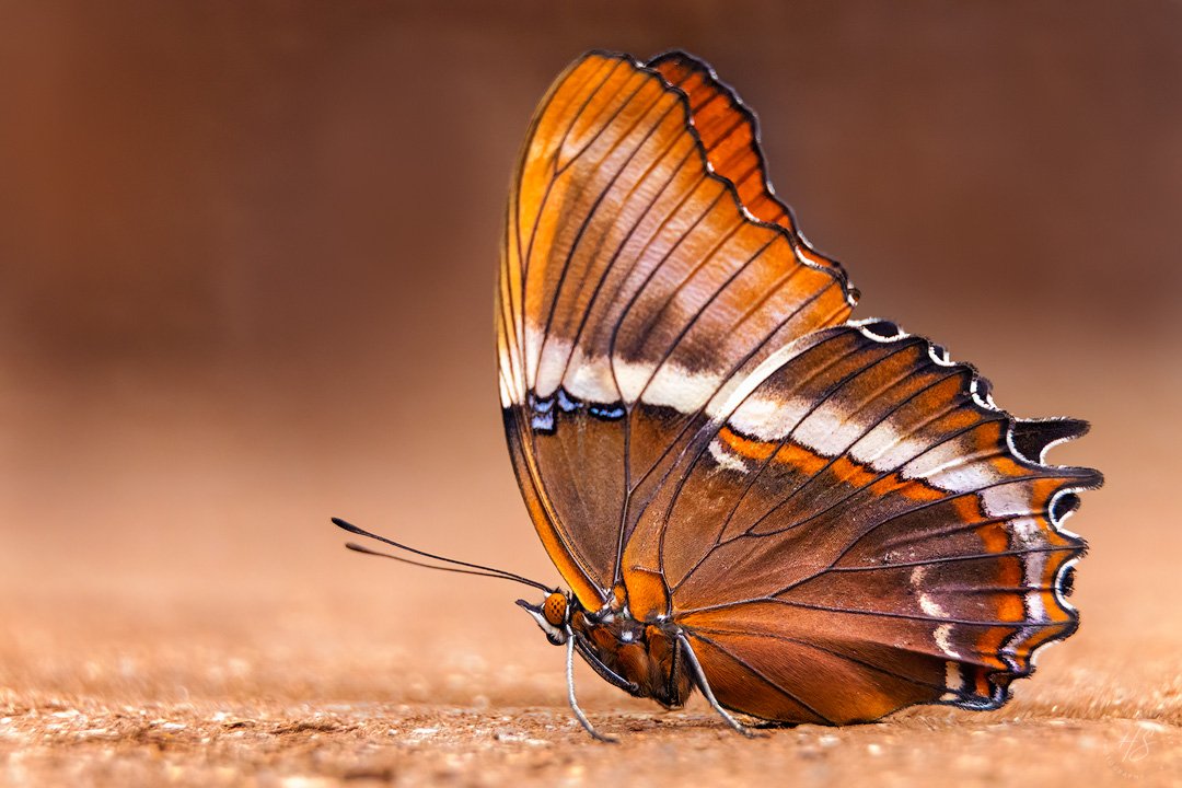 2025_03_01_TheButterflyPlace-10049-Edit1080.jpg