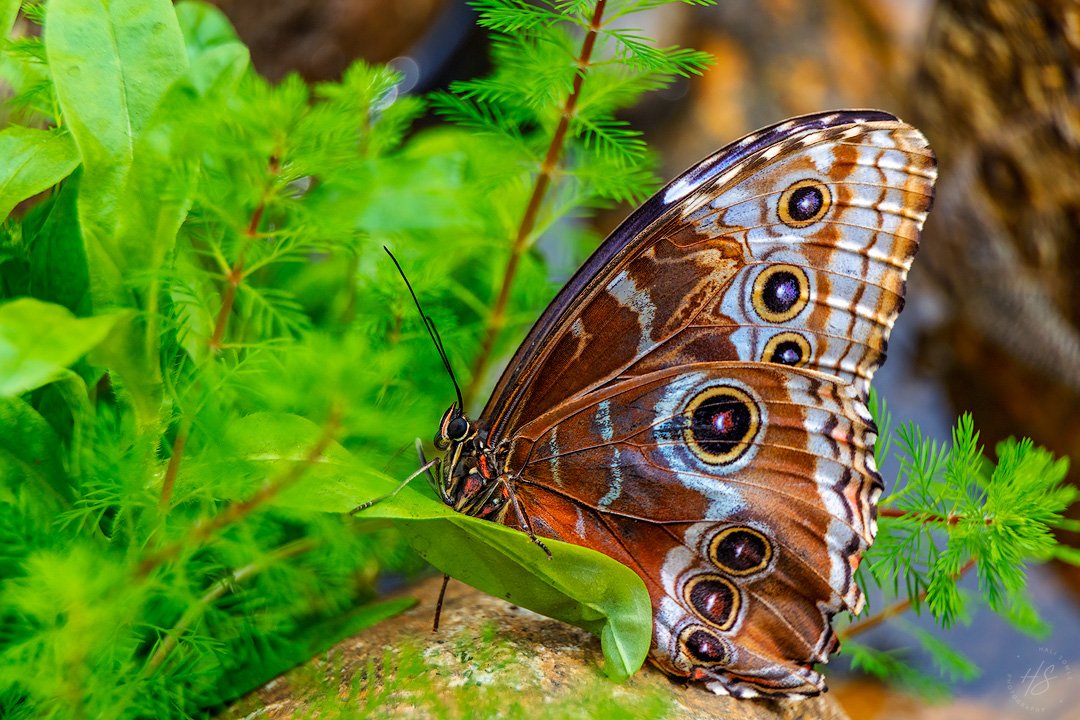 2025_03_01_TheButterflyPlace-10325-Edit1080.jpg