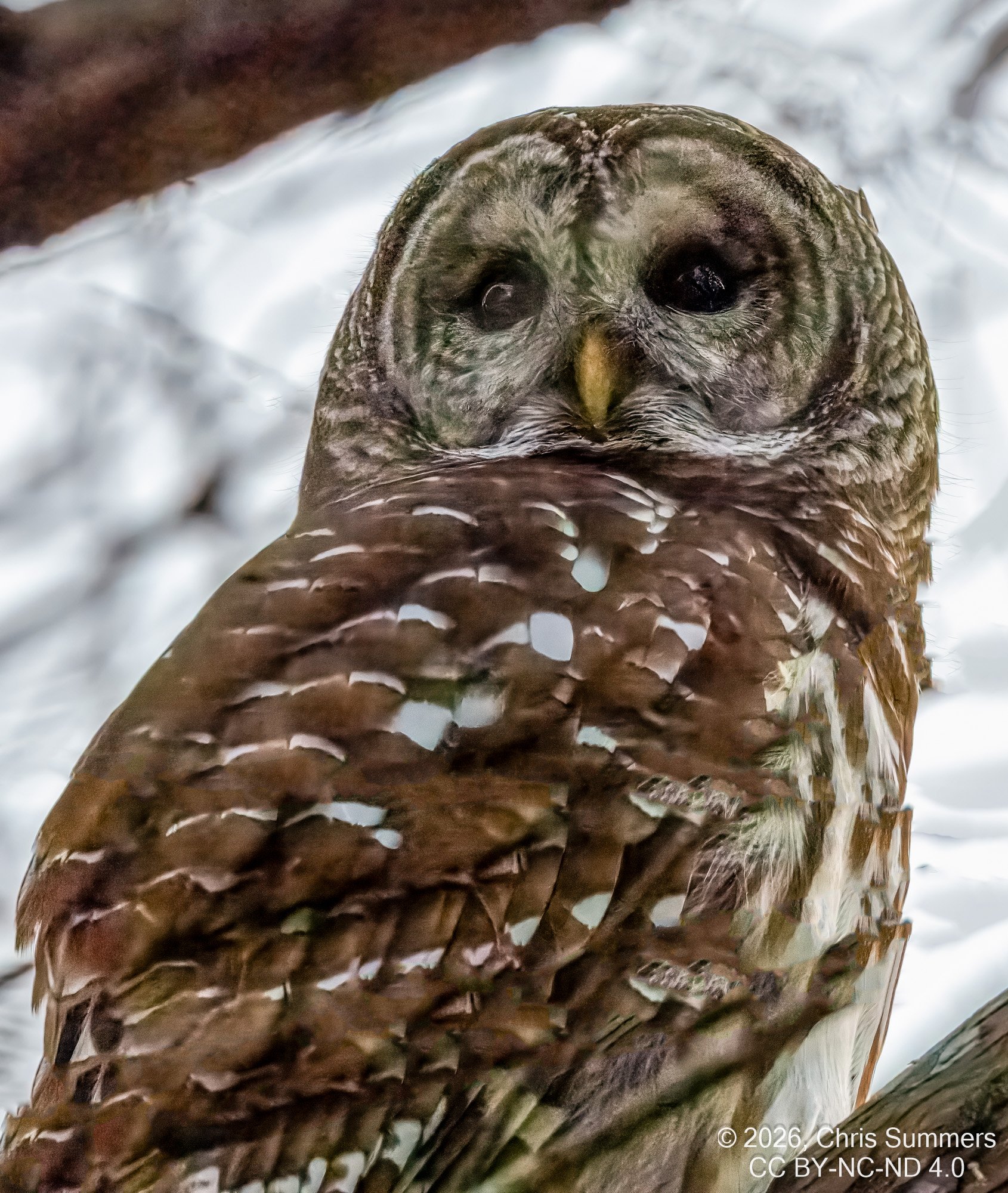 2026-002-118 Winter birds-2-Edit.jpg