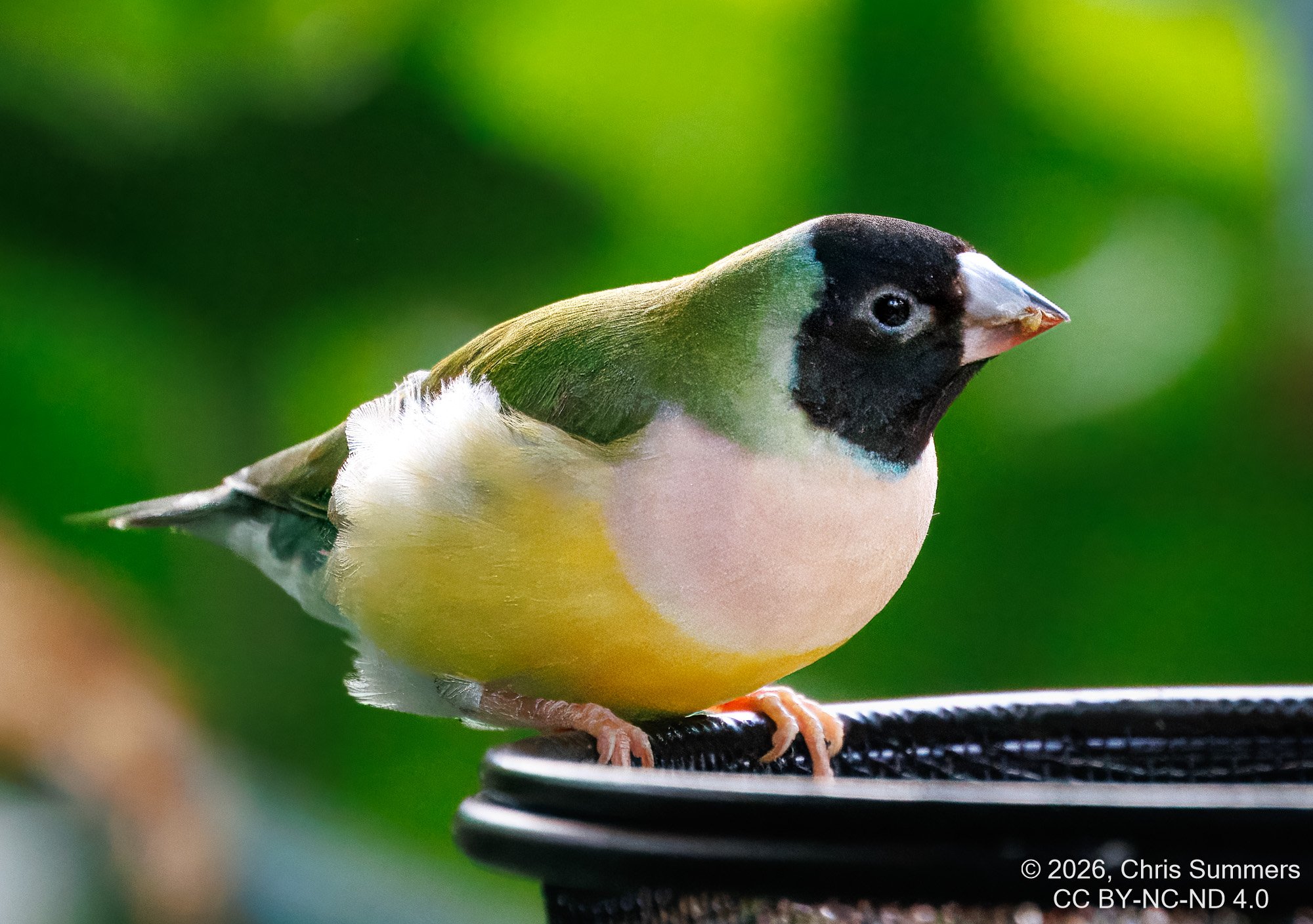 2026-016-049 KWPC Cockrell Butterfly Center trip-2.jpg