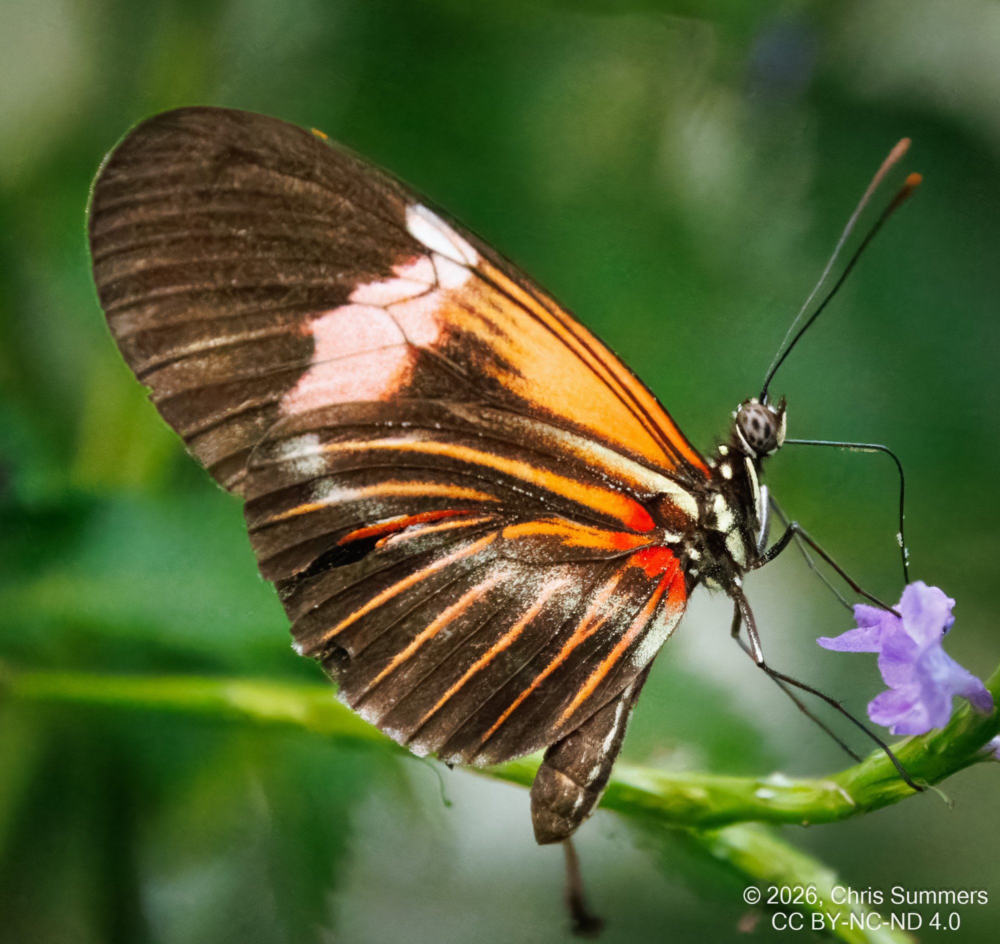 2026-016-087 KWPC Cockrell Butterfly Center trip-2.jpg