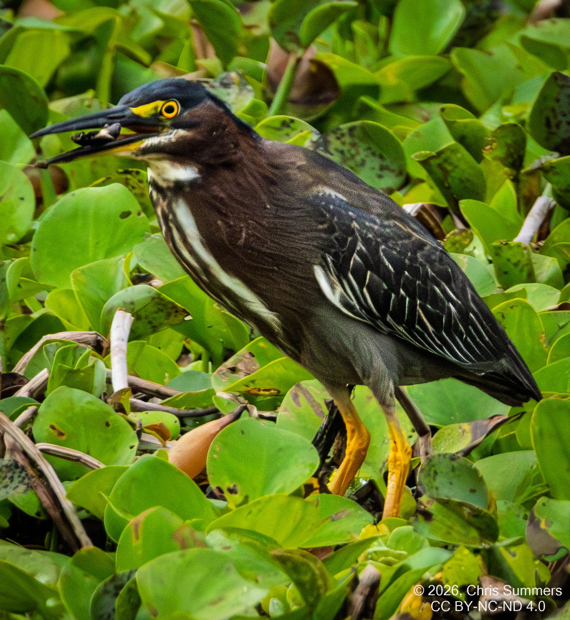 2026-021-006 KWPC Brazos Bend SP.jpg