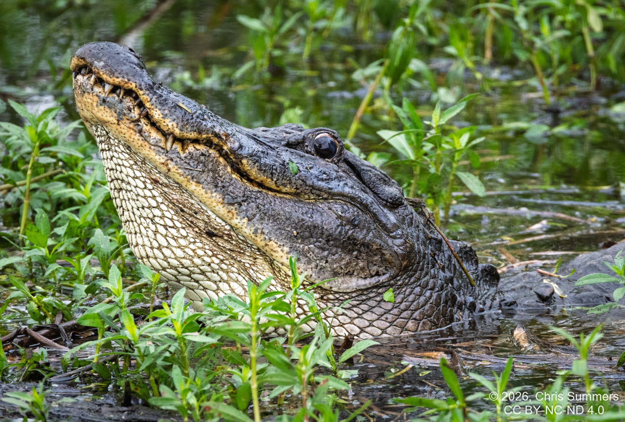 2026-021-080 KWPC Brazos Bend SP.jpg