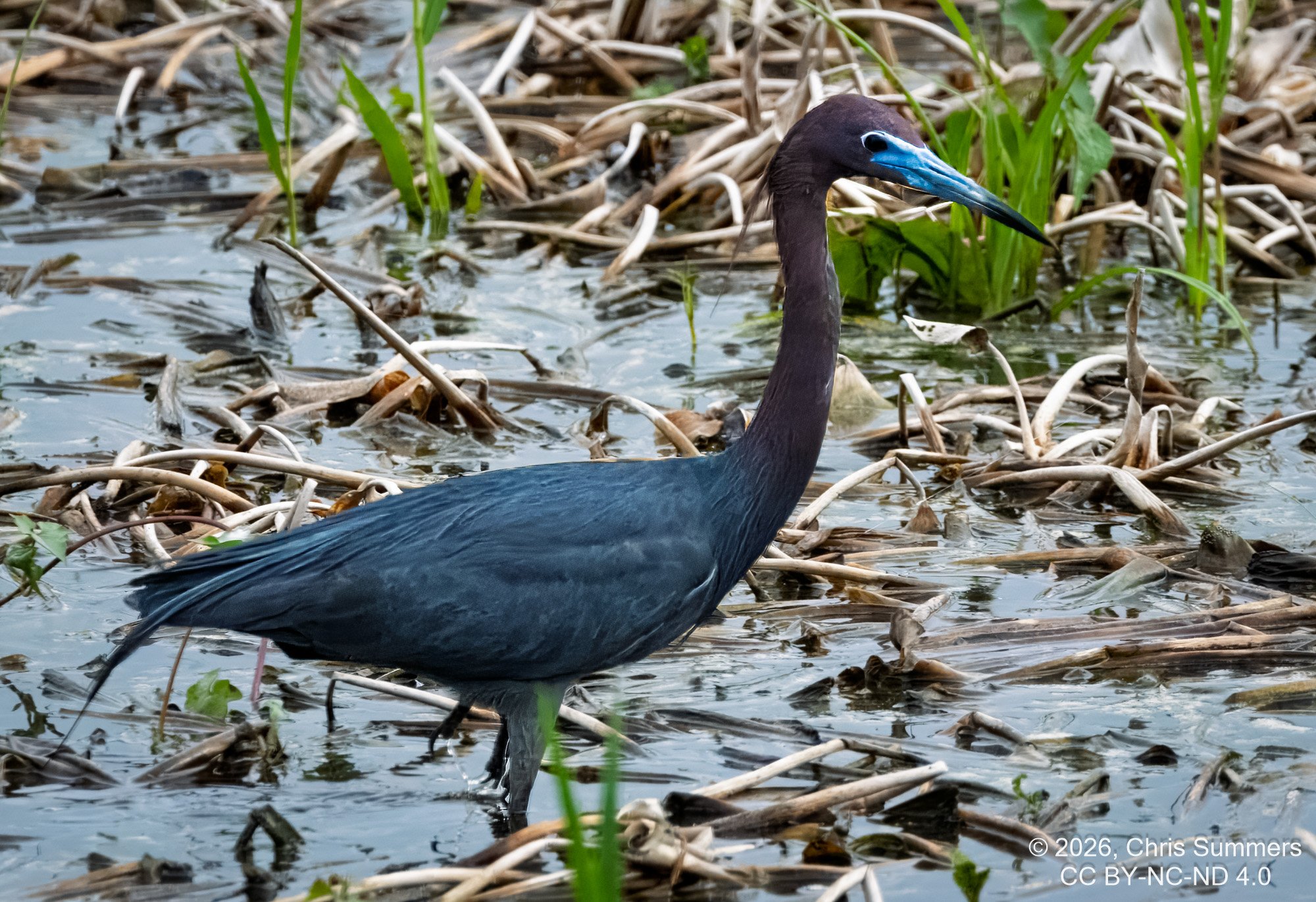2026-021-121 KWPC Brazos Bend SP.jpg
