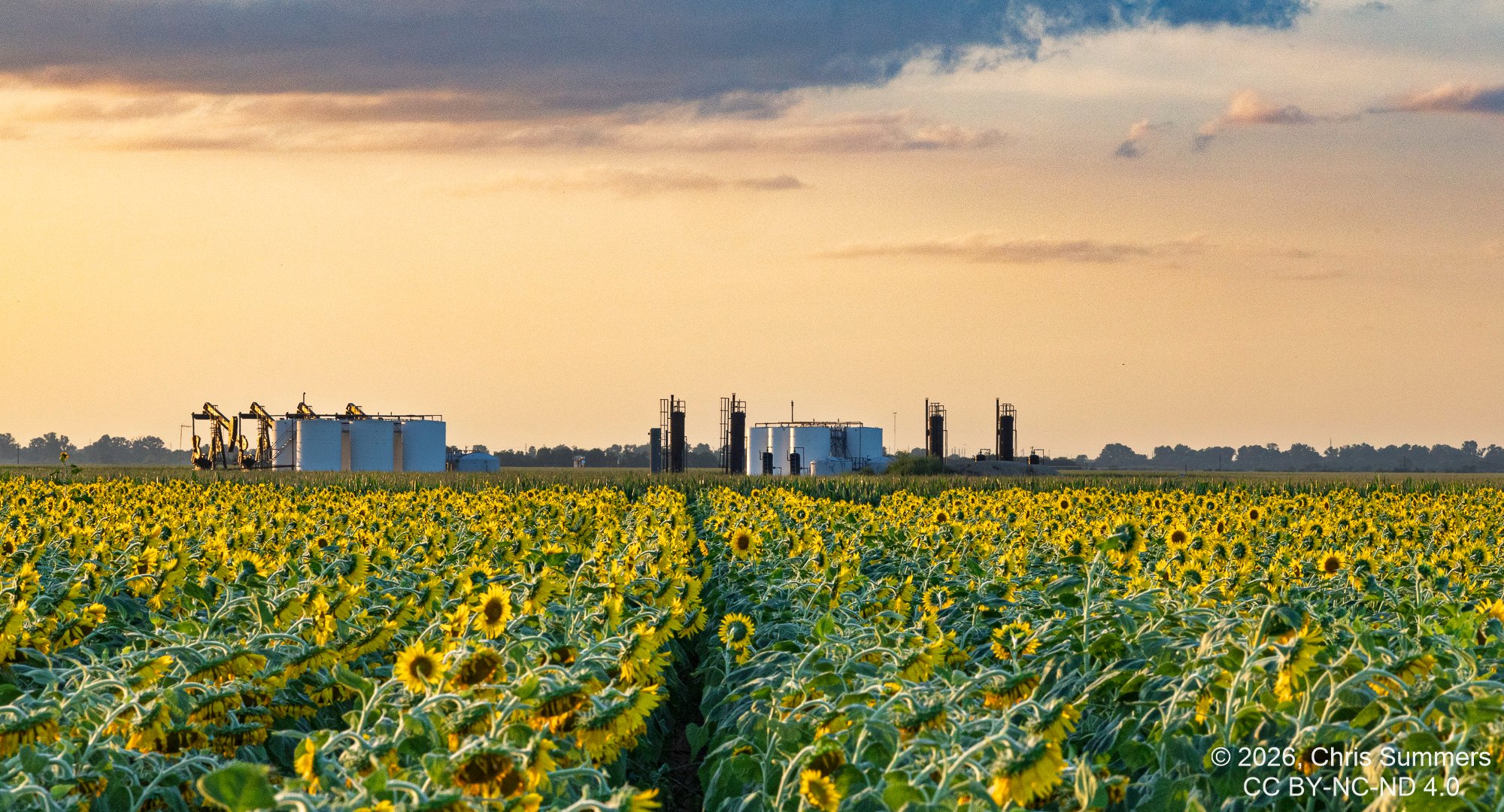 2026-028-156 KWPC sunflowers.jpg