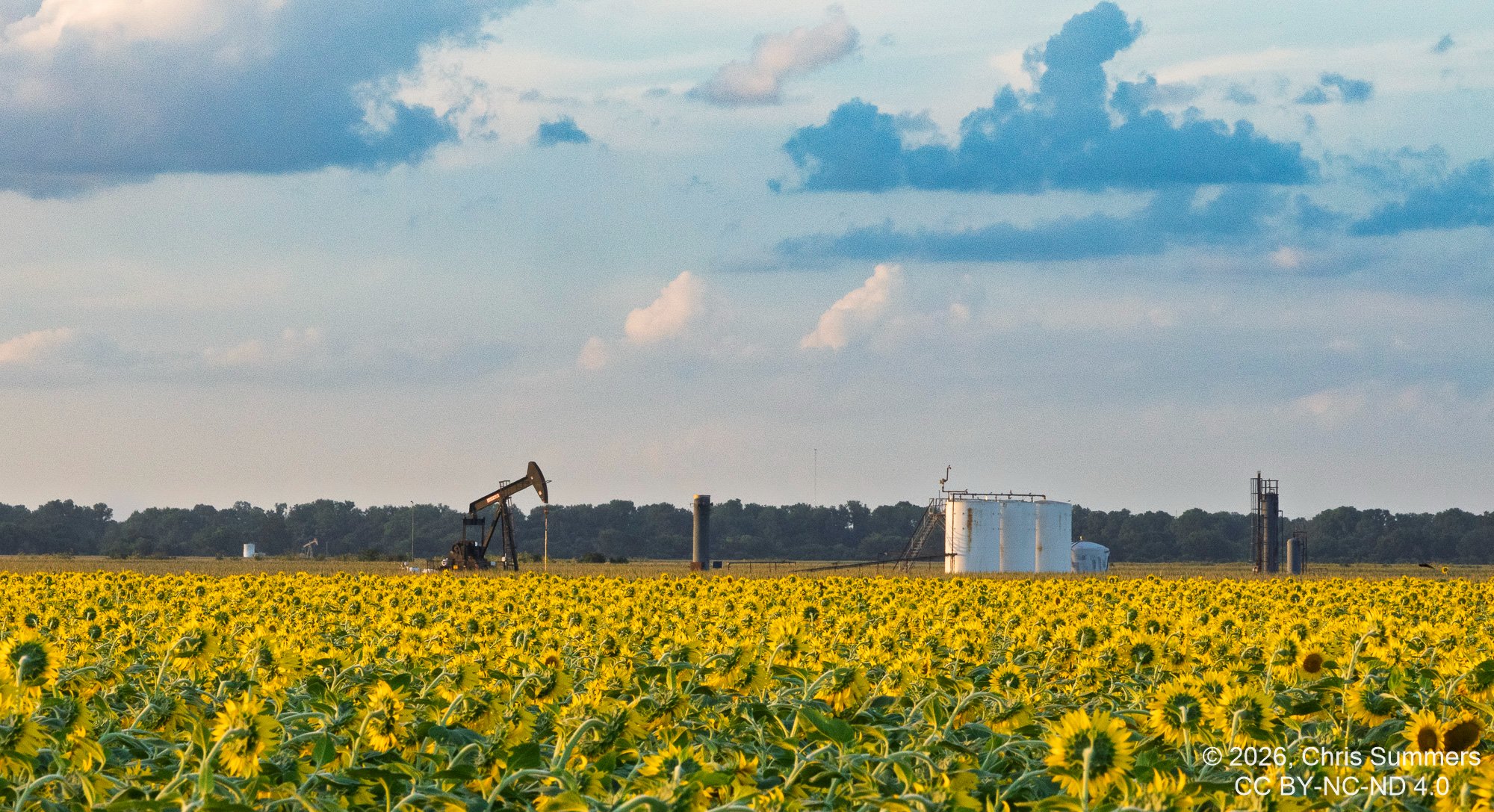 2026-028-160 KWPC sunflowers.jpg