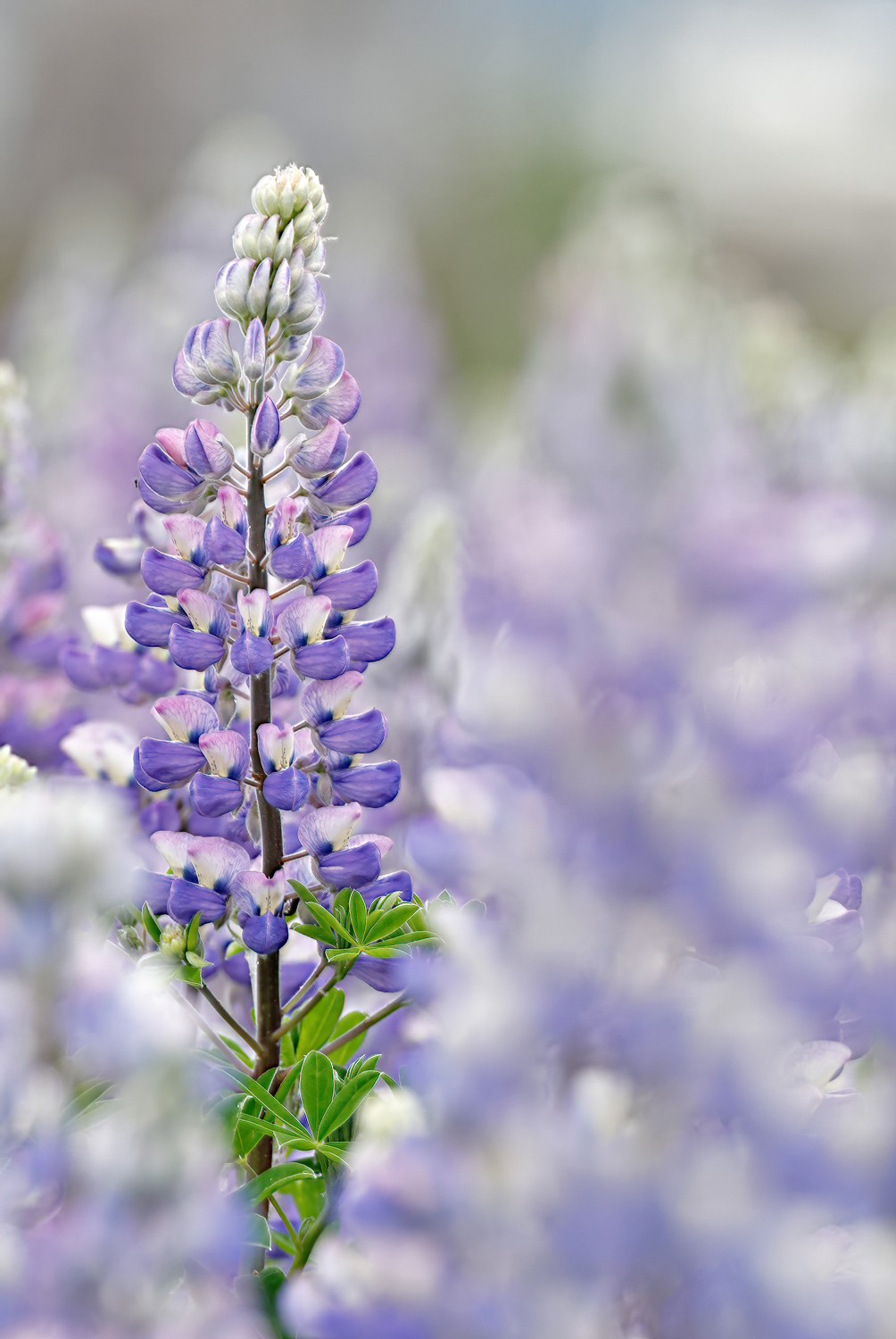 230705_2703-R7-Blurred-Lupine.jpg