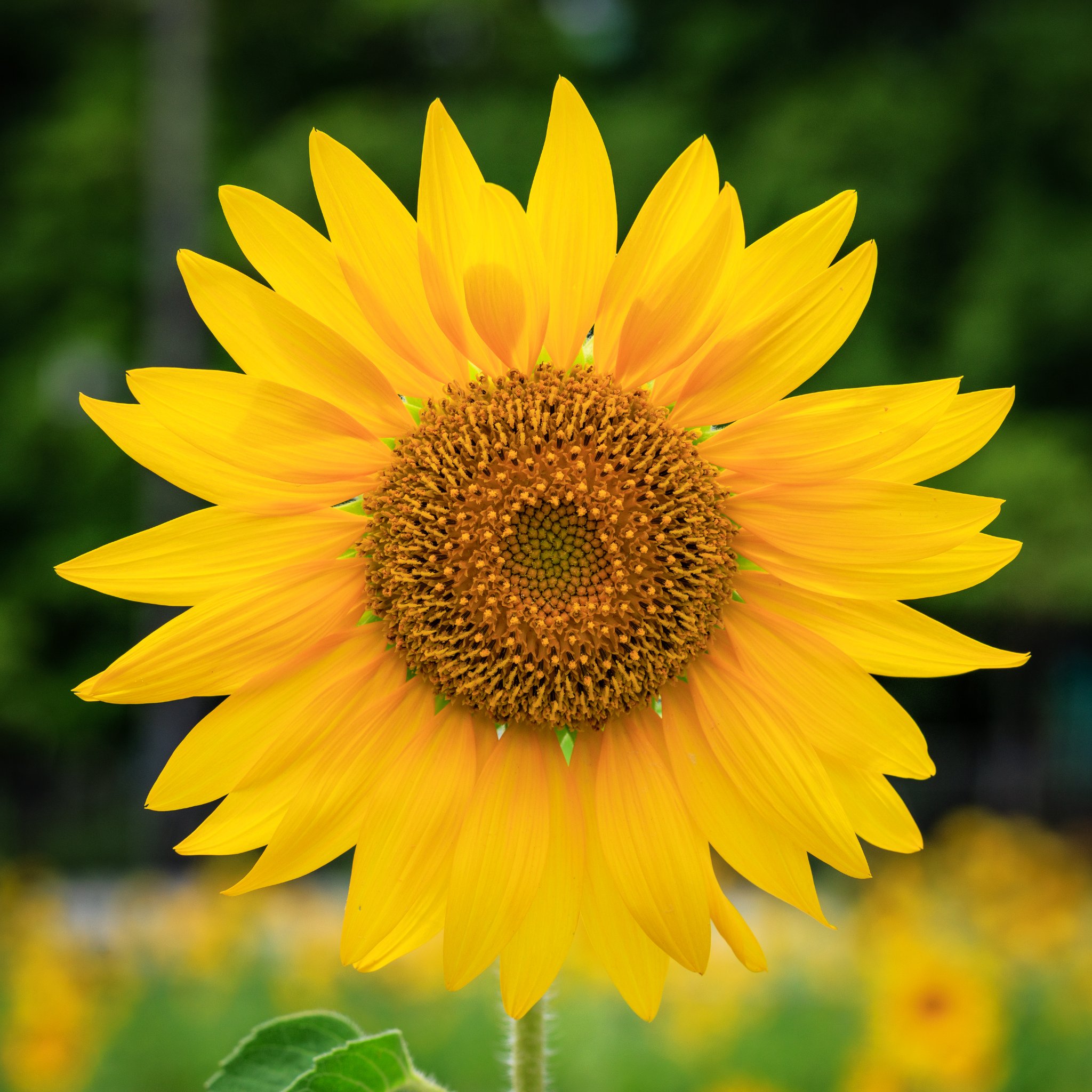2G8A6669-2.jpg