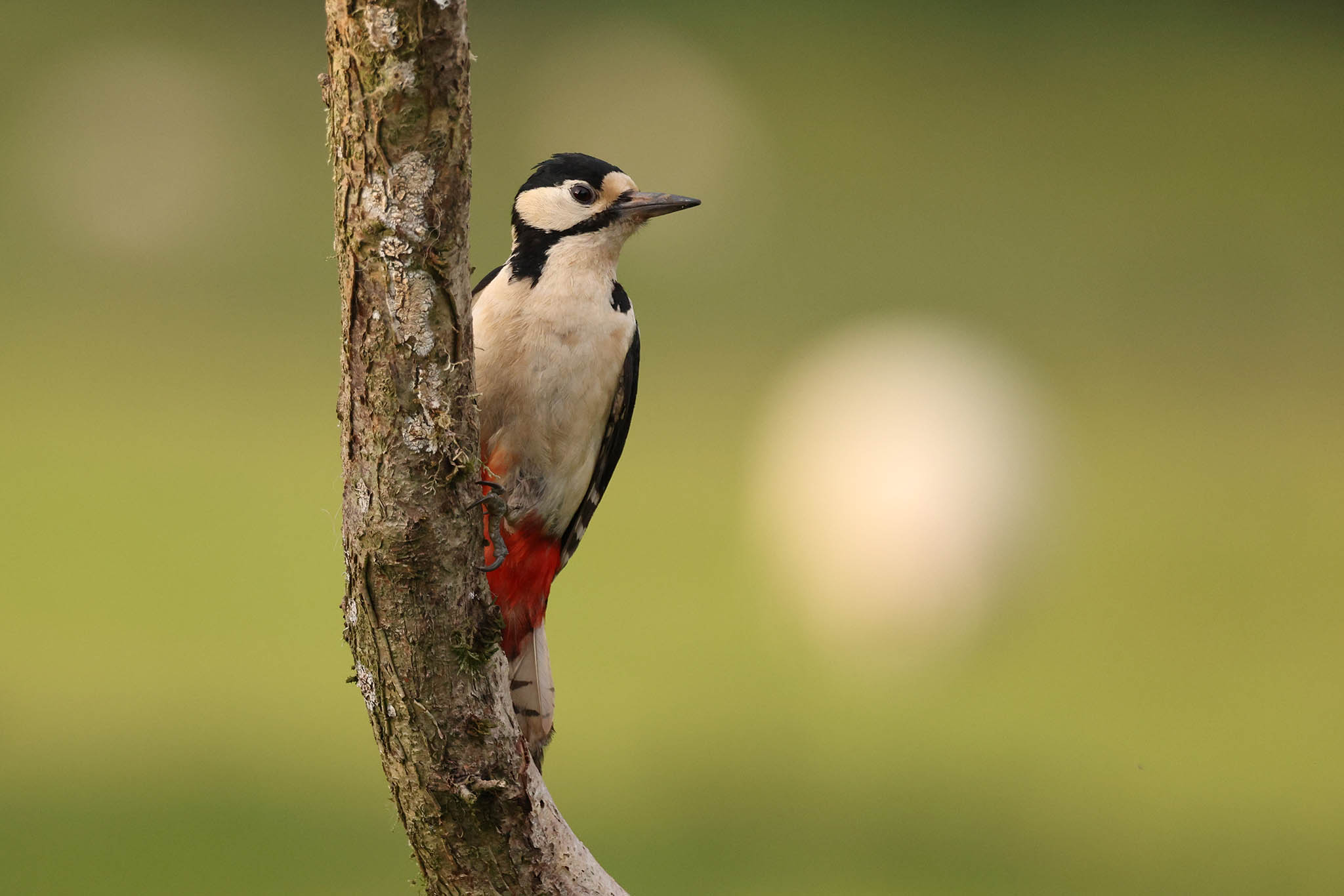 483A8425-Great-Spotted-Woodpecker-2048px.jpg