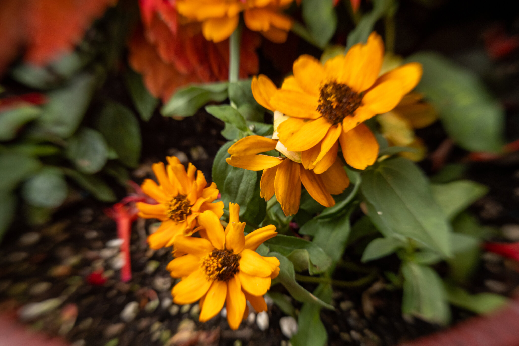 4P9A0230.jpg