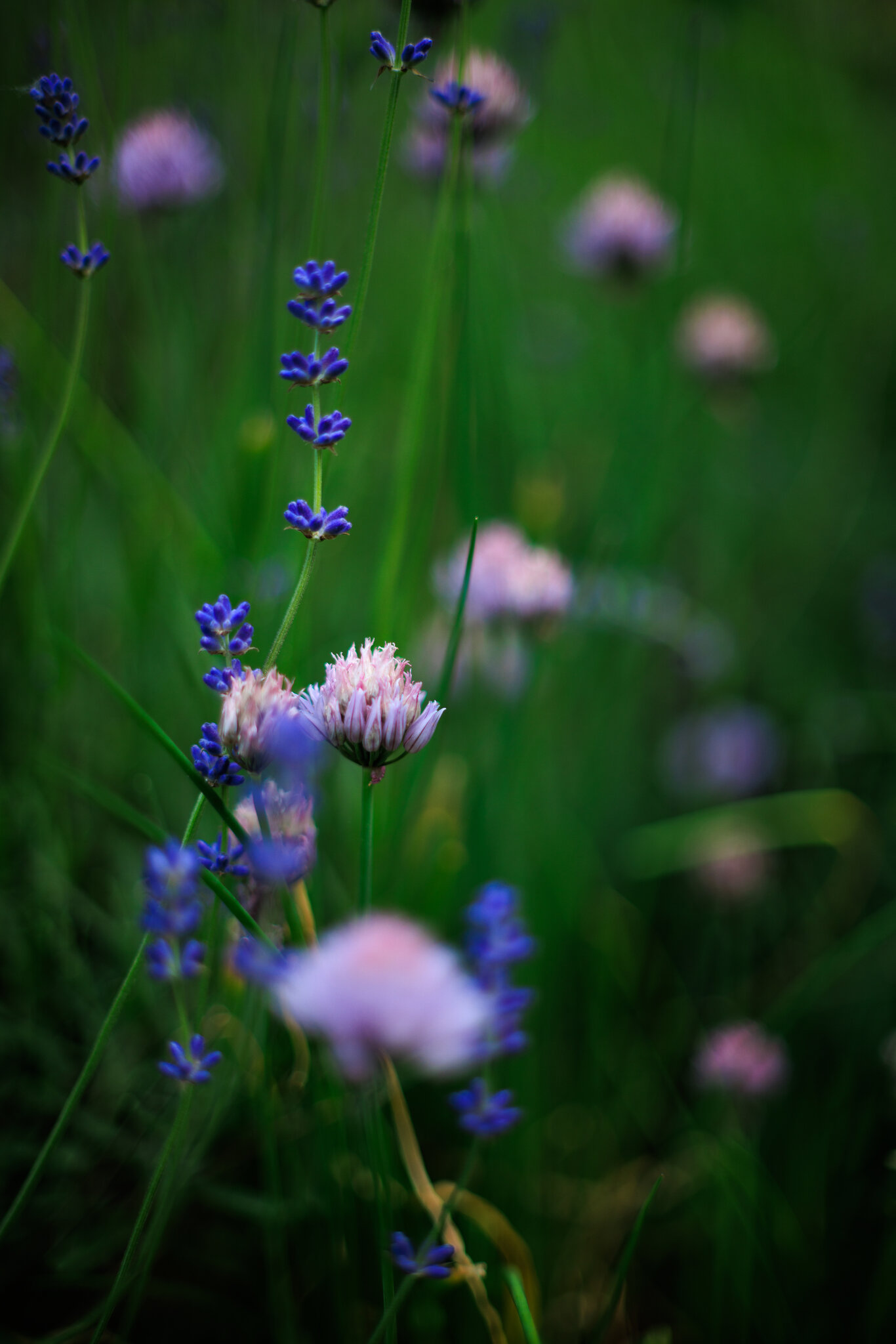 4P9A0241.jpg