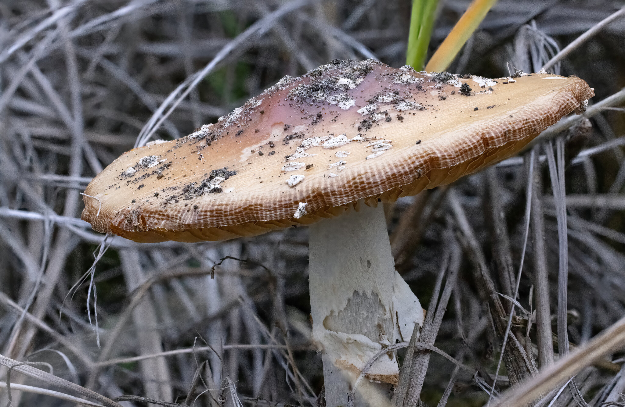 4P9A9487.jpg