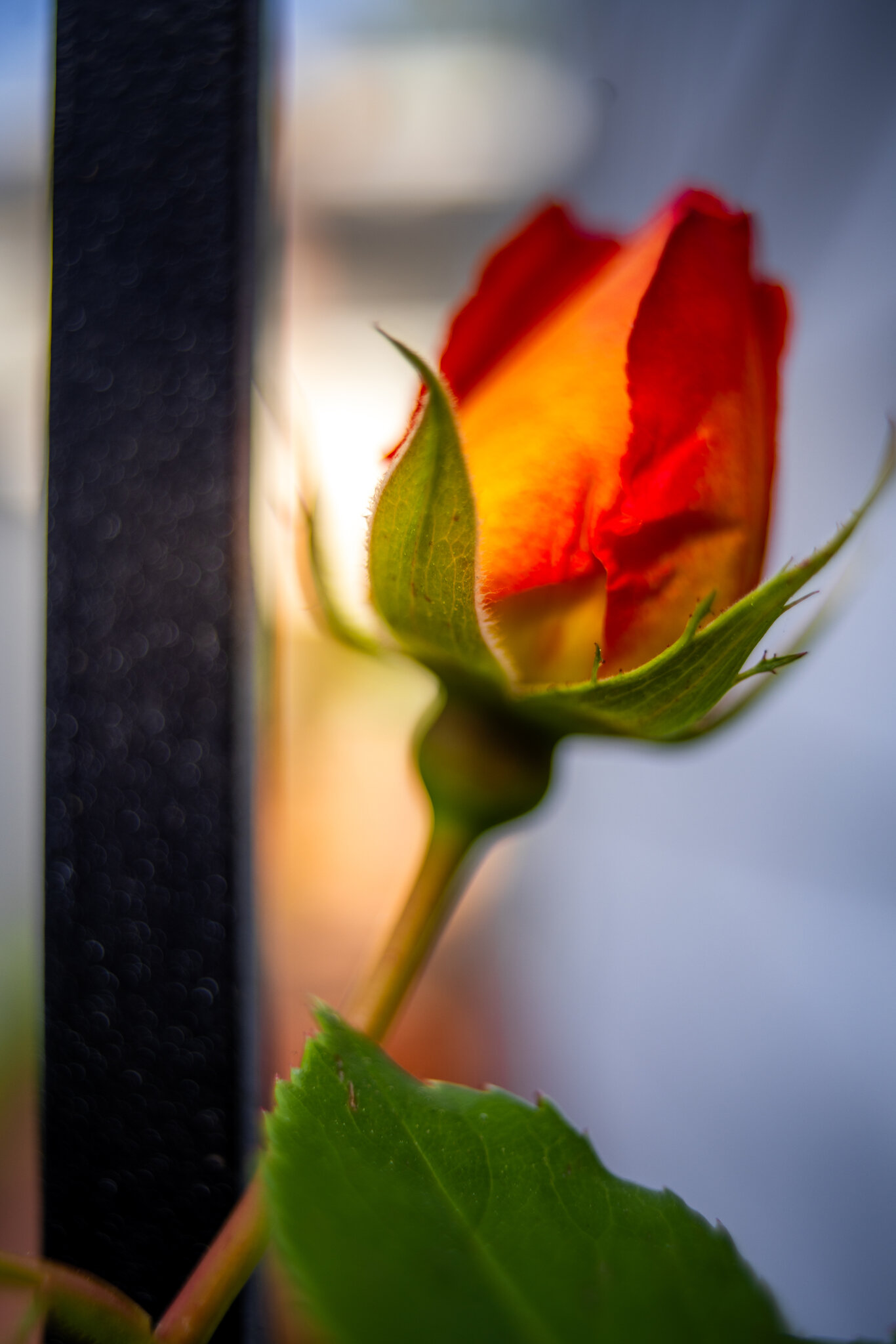 4P9A9825.jpg