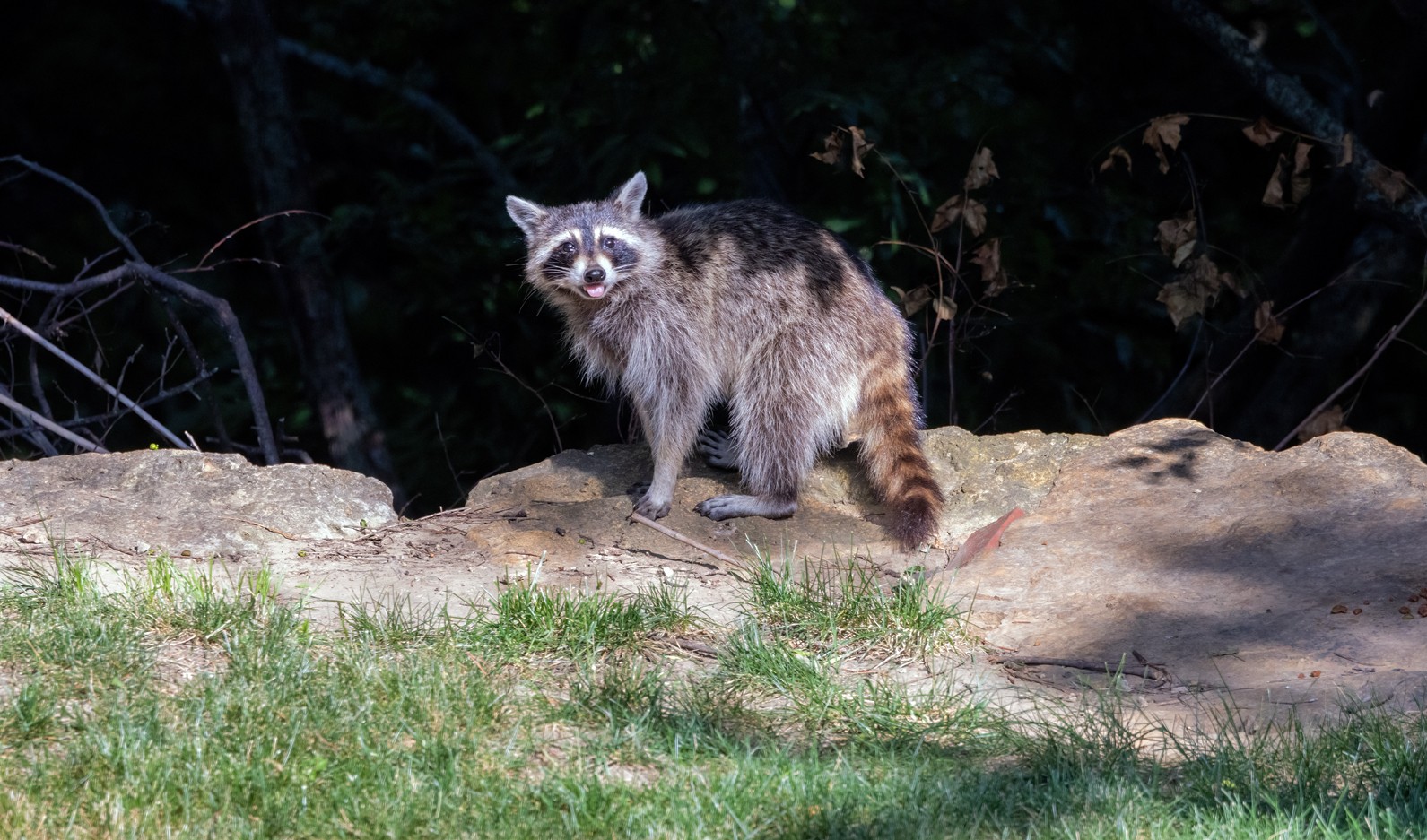 4U0A3260 18JUN24 Racoon.jpg | Canon RF Shooters Forums