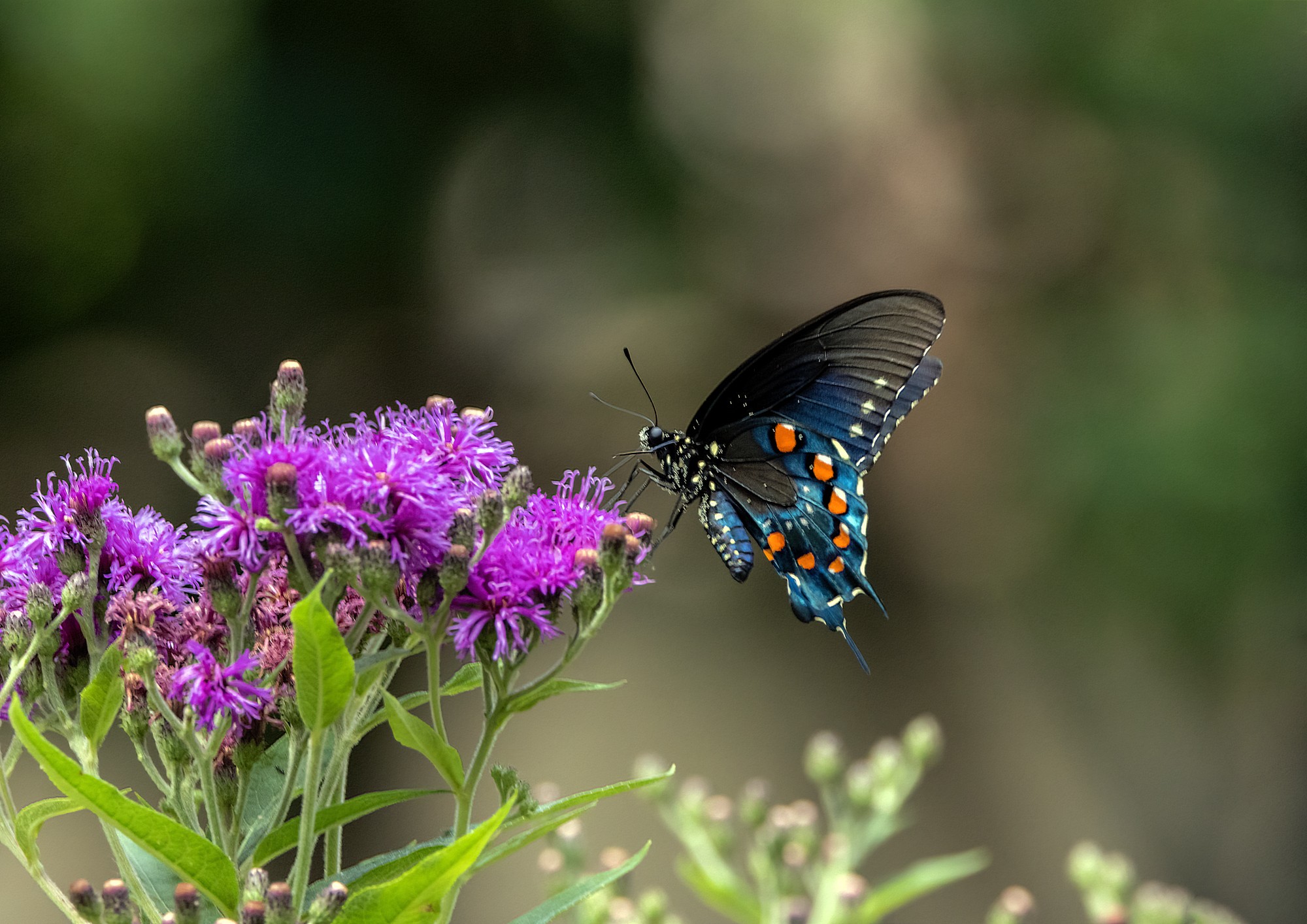 4U0A3324 Pipevine Swallowtail.jpg