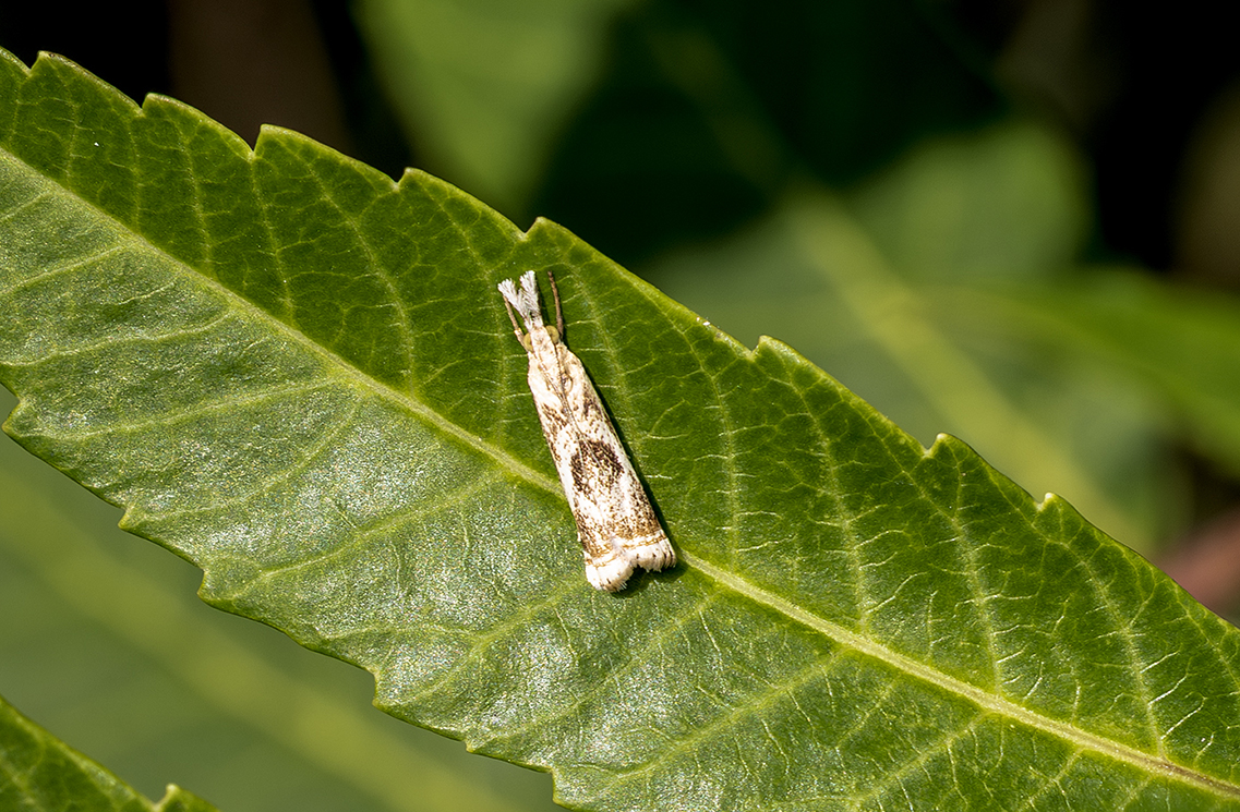 5249_Paint Brush Moth.jpg