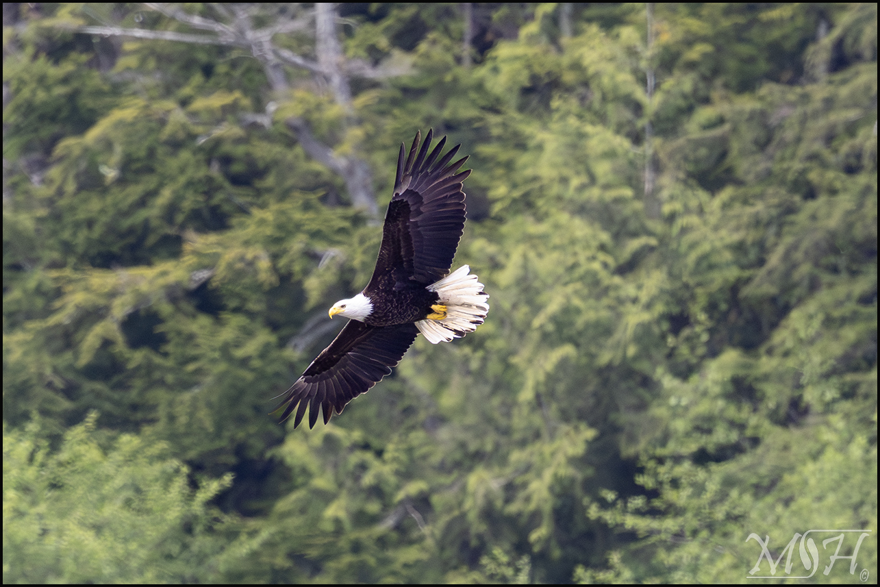 54493 Bald Eagle.jpg